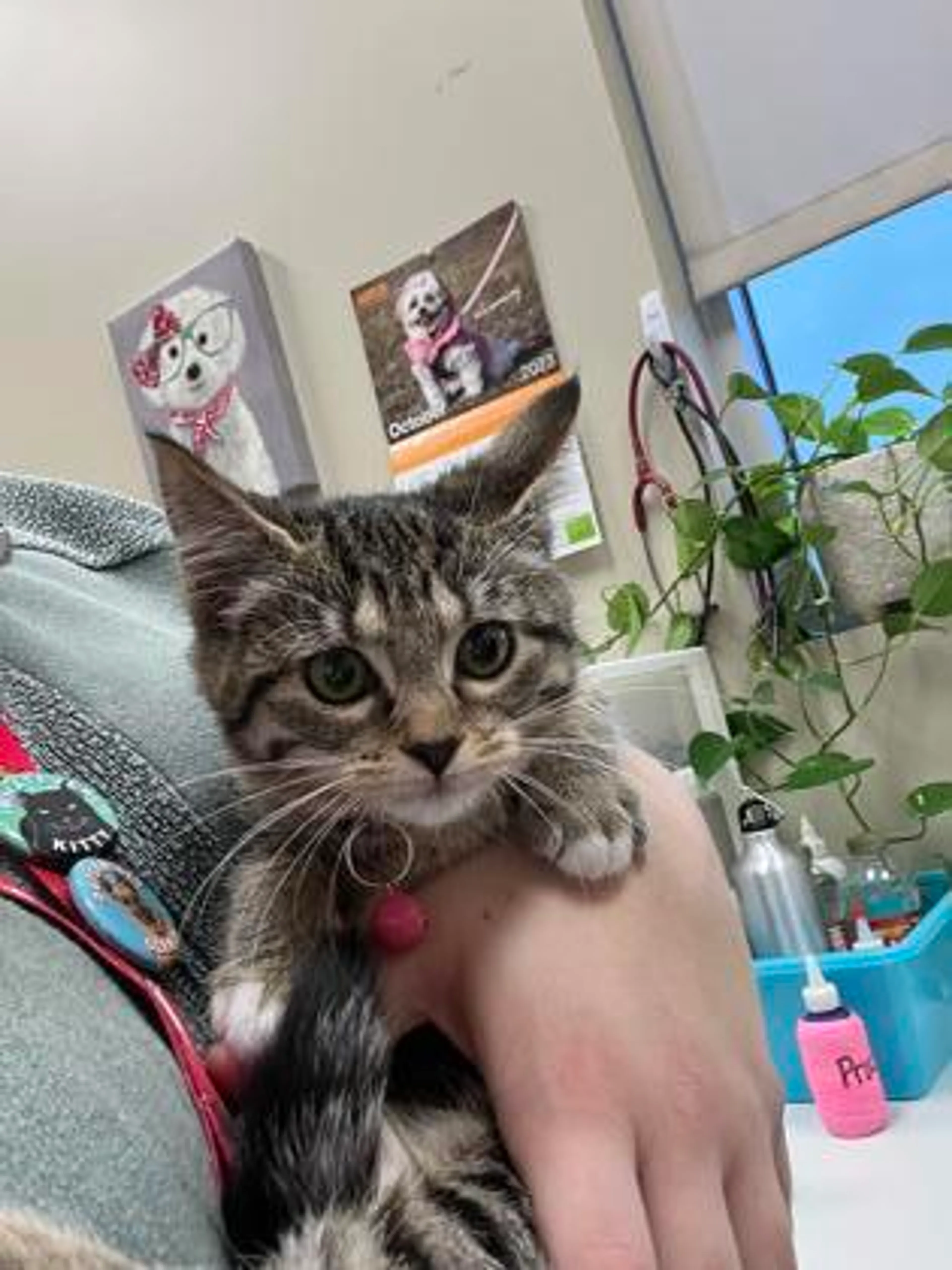 Found pet-1