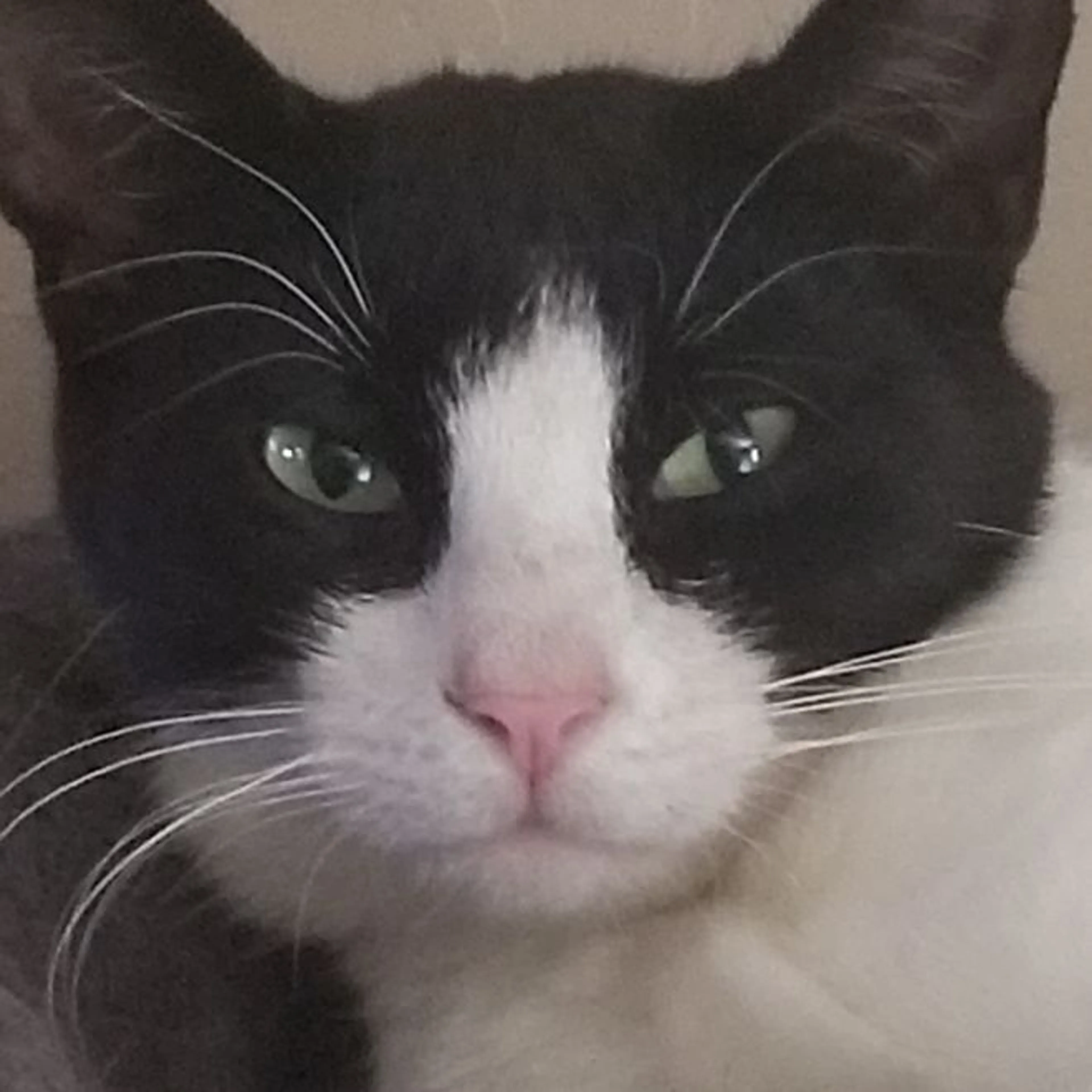 Lost pet-0