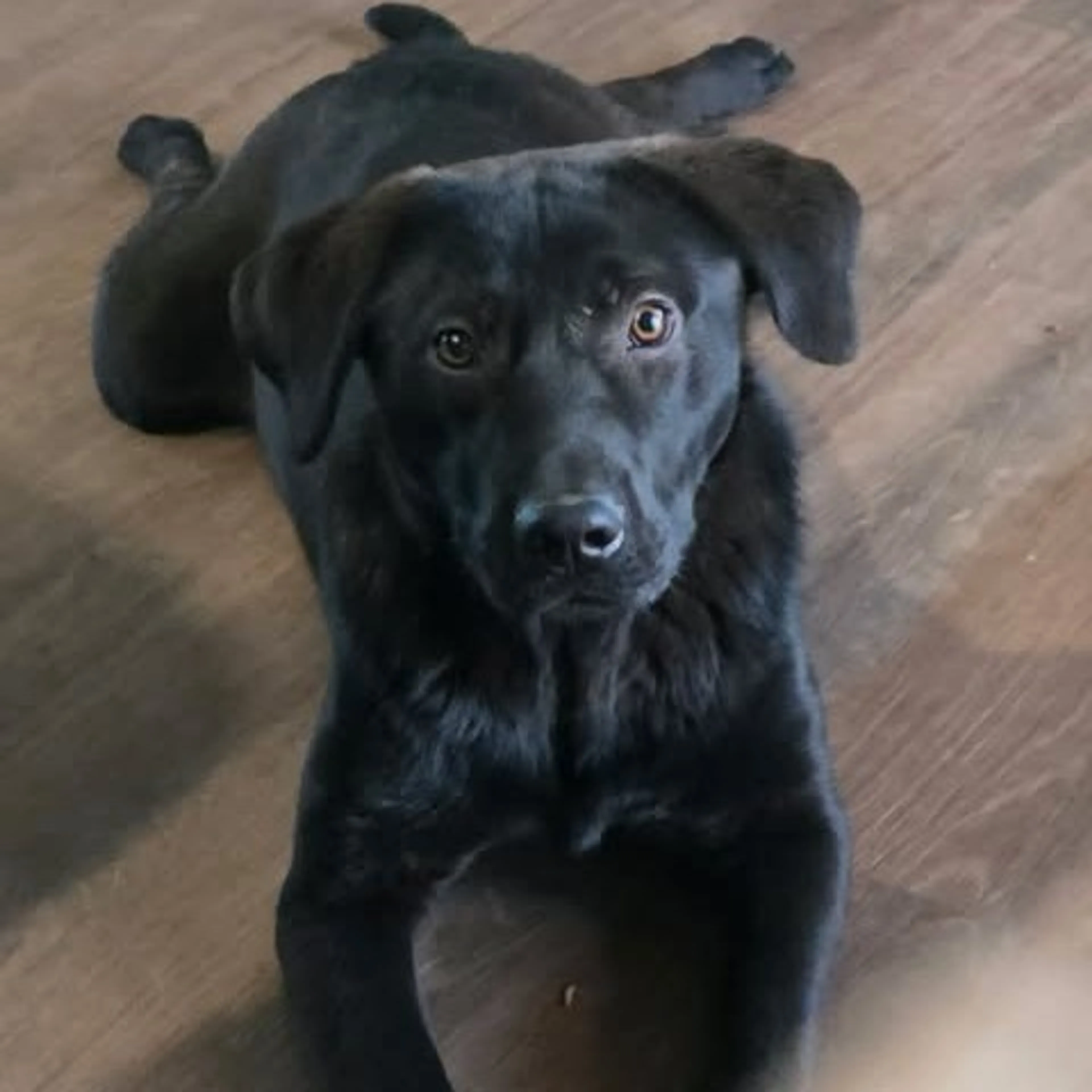 Found pet-1