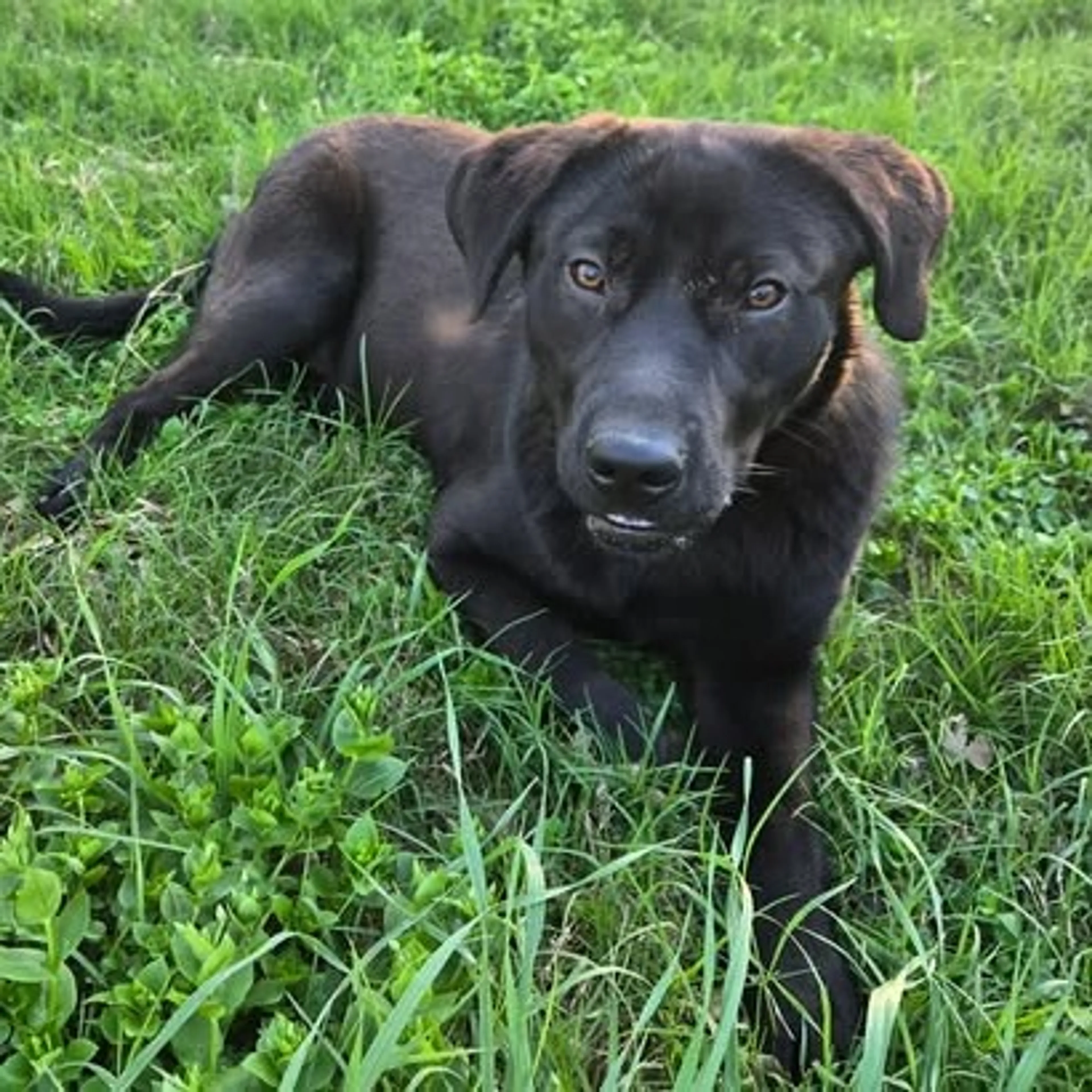 Found pet-2