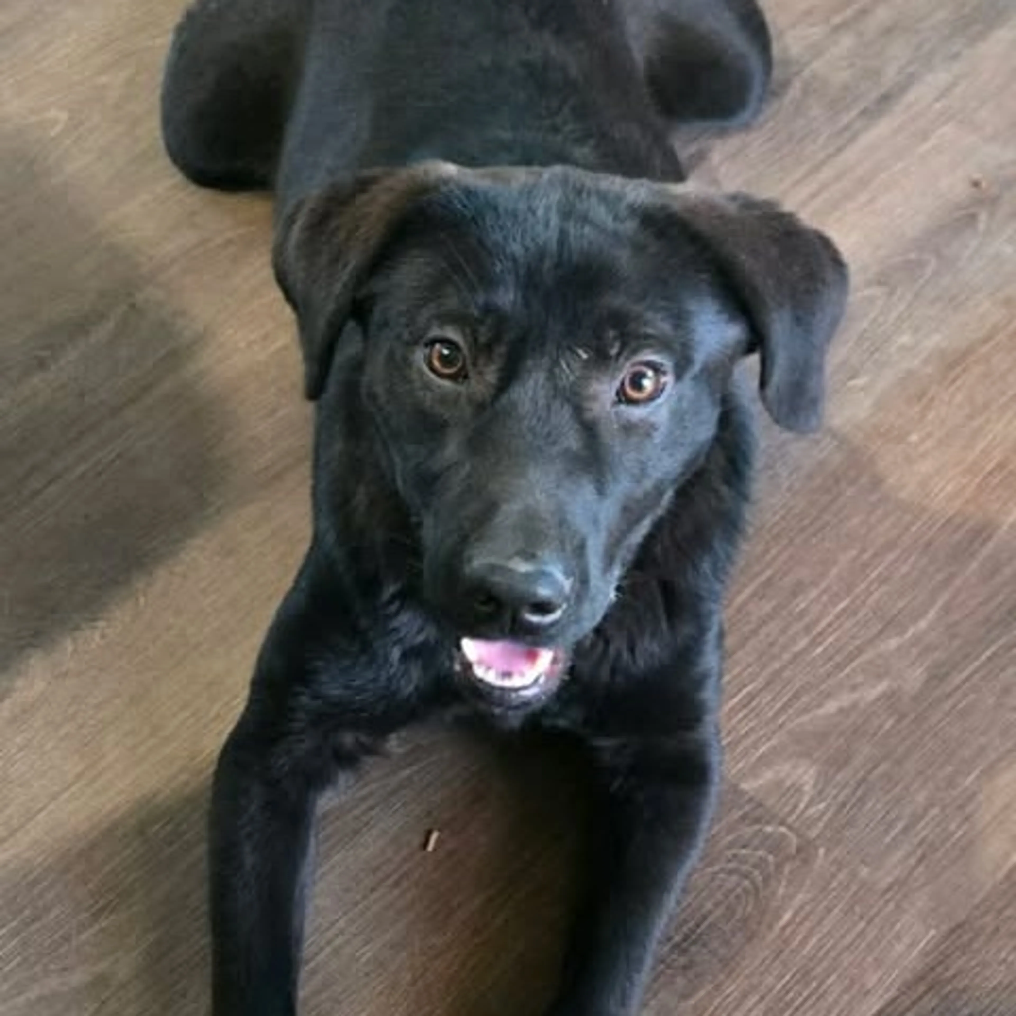 Found pet-0