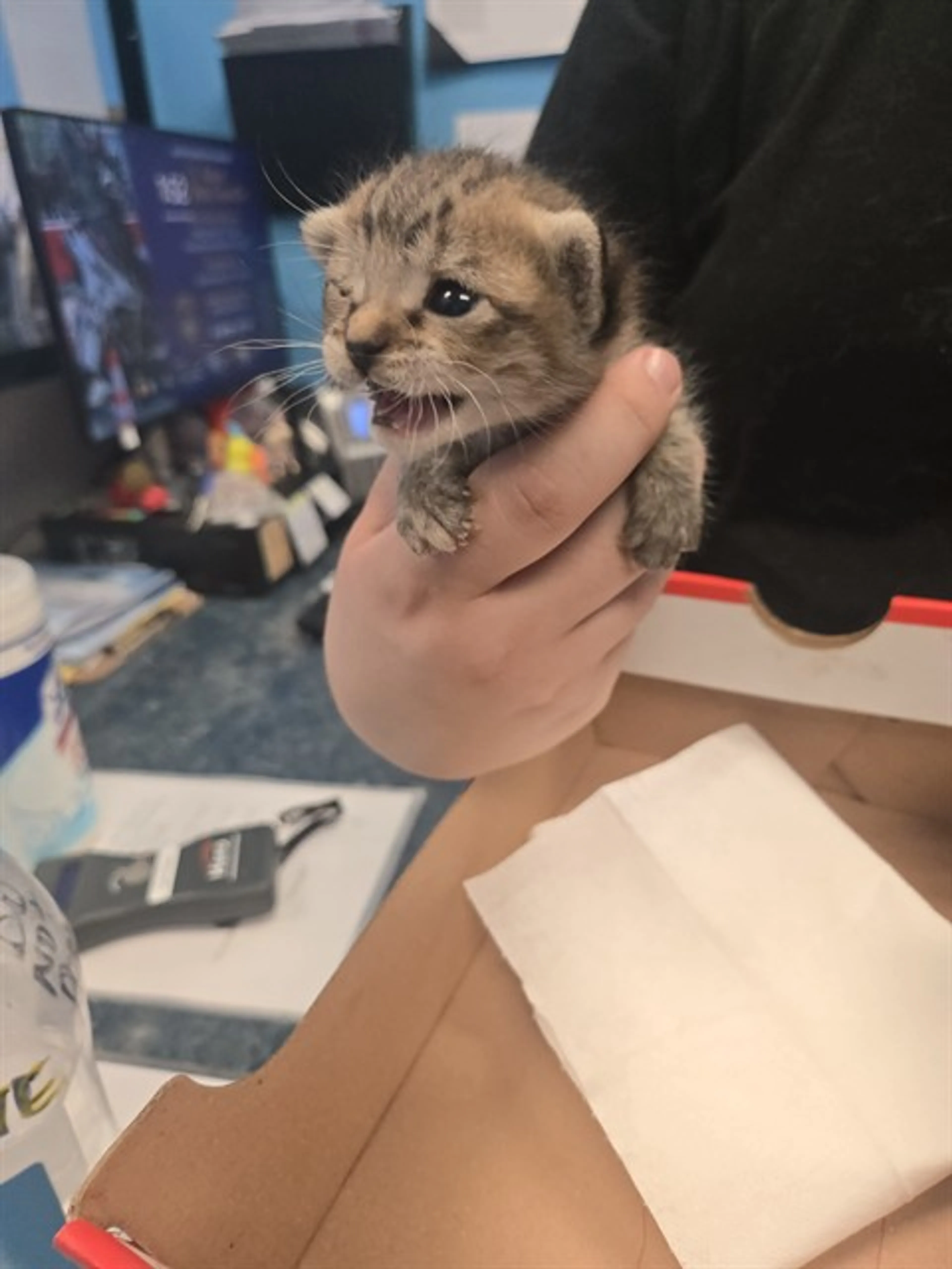 Found pet