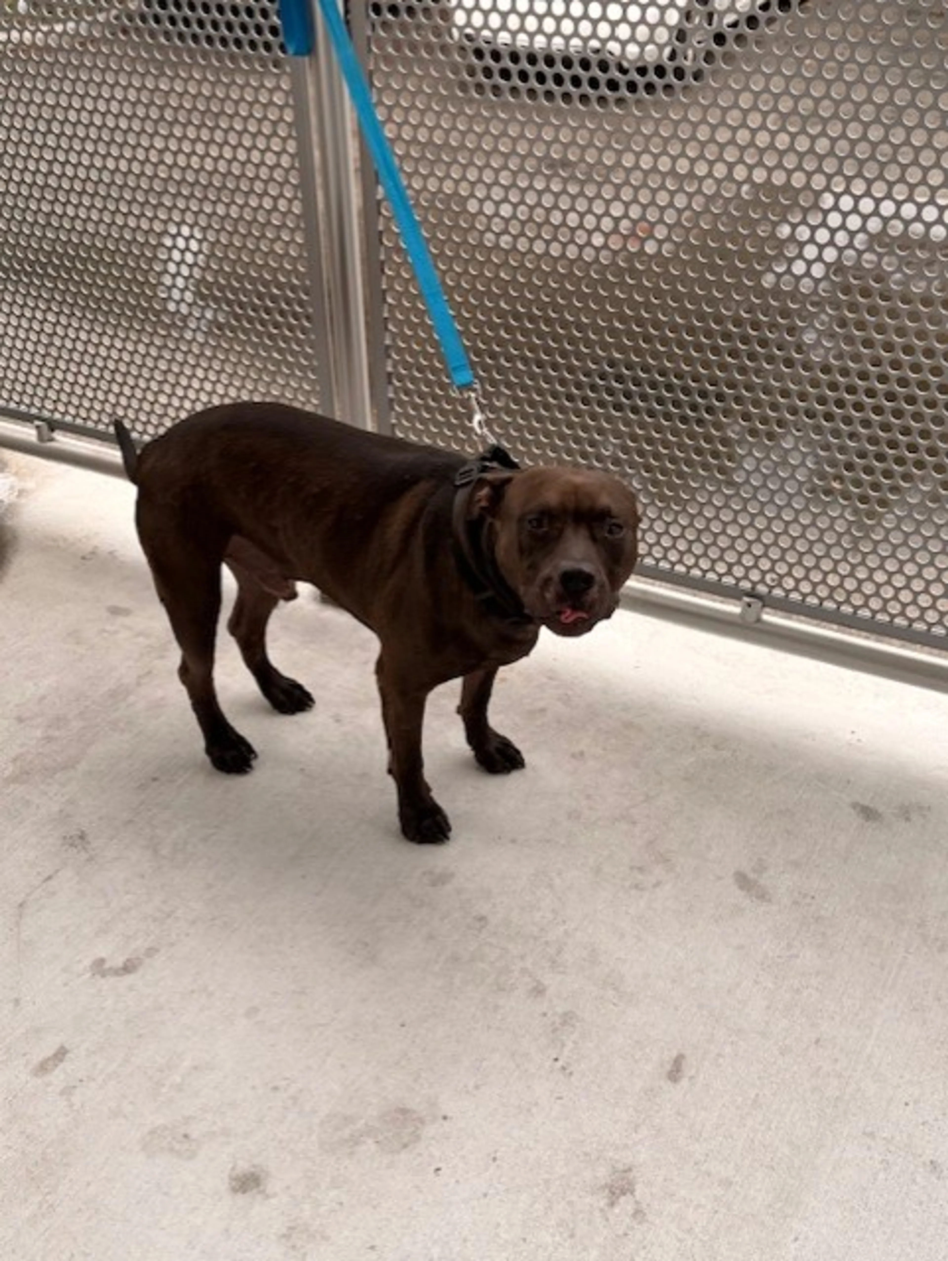 Found pet
