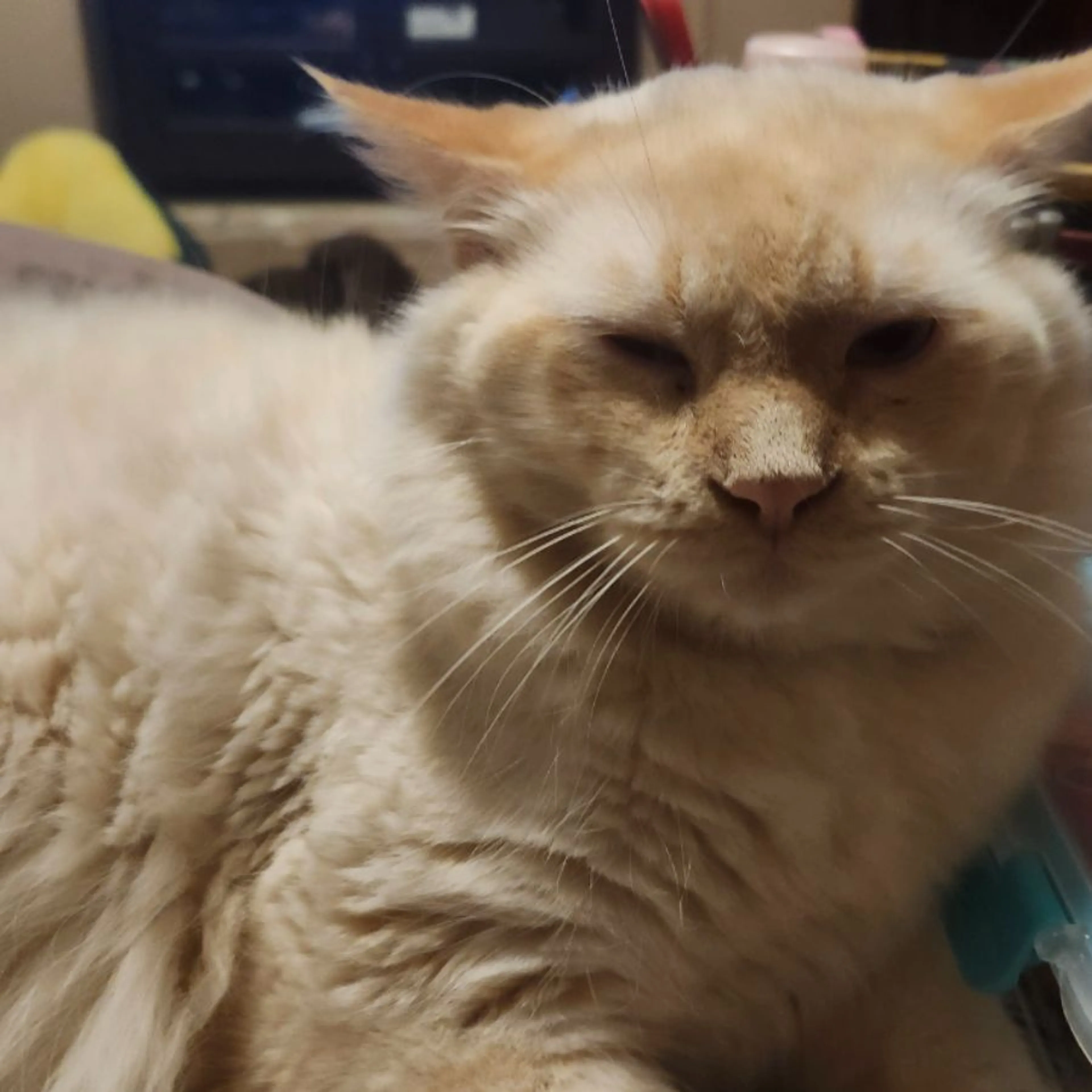 Lost pet