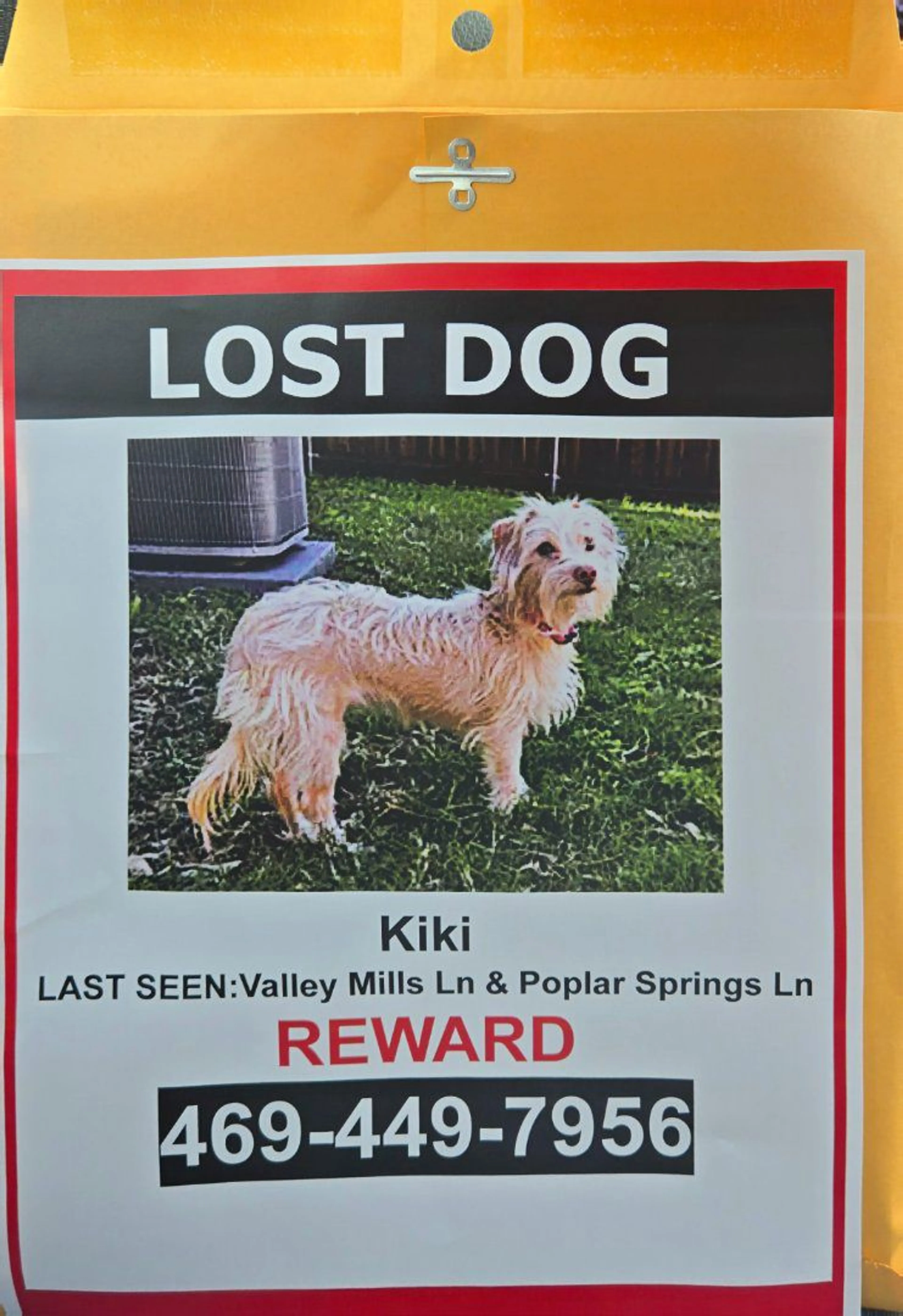 Lost pet