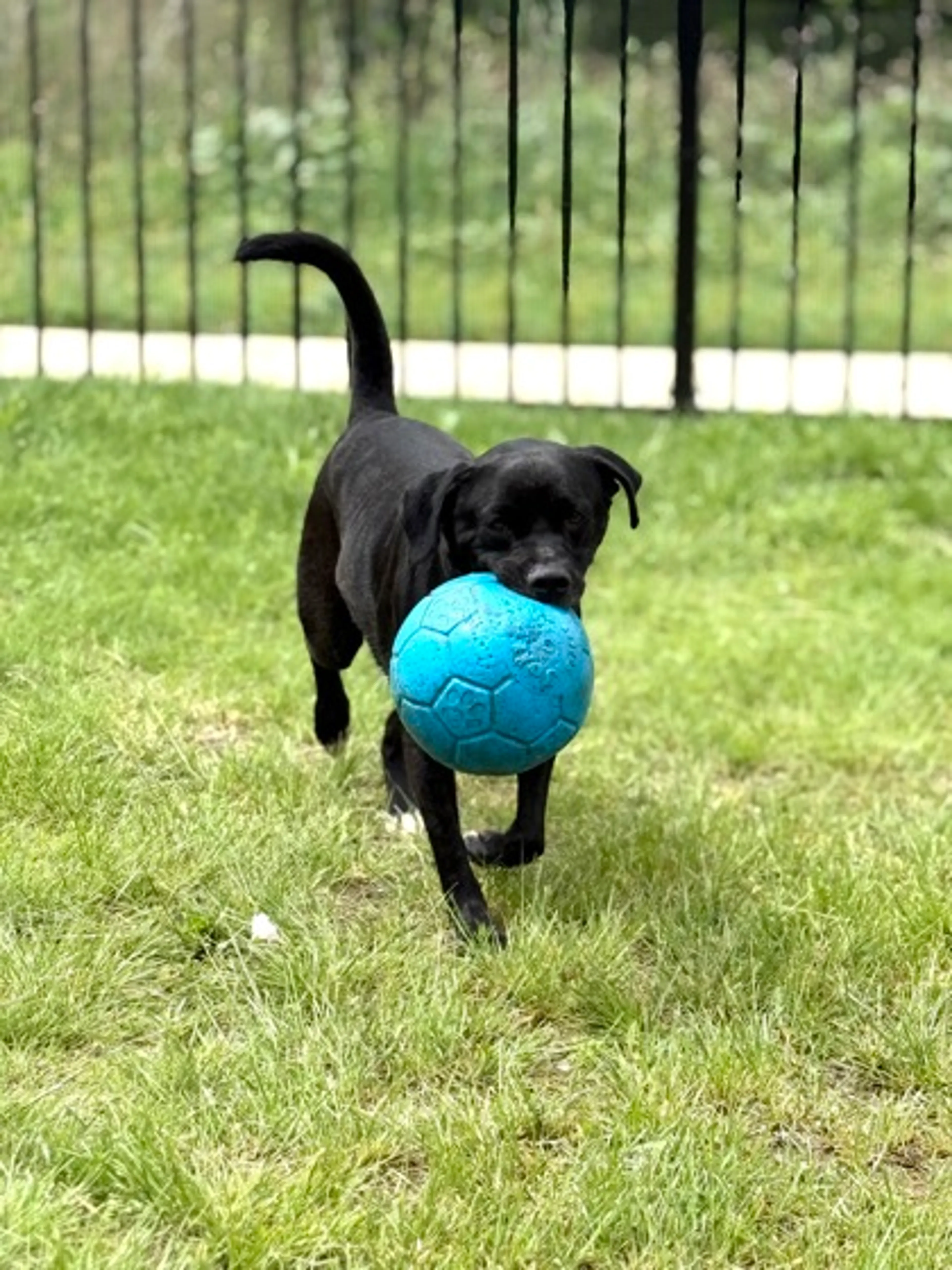 Found pet-2