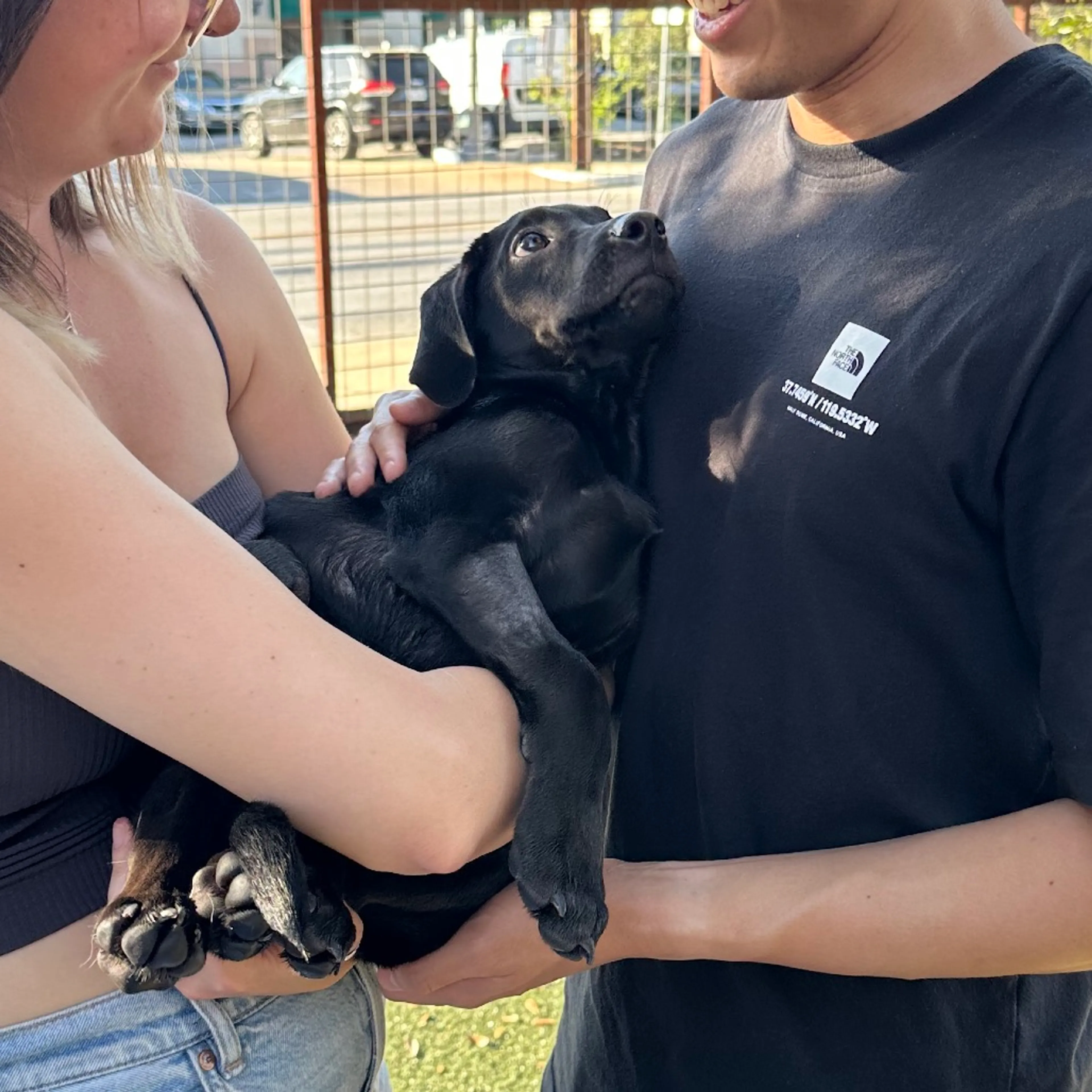 Found pet-2