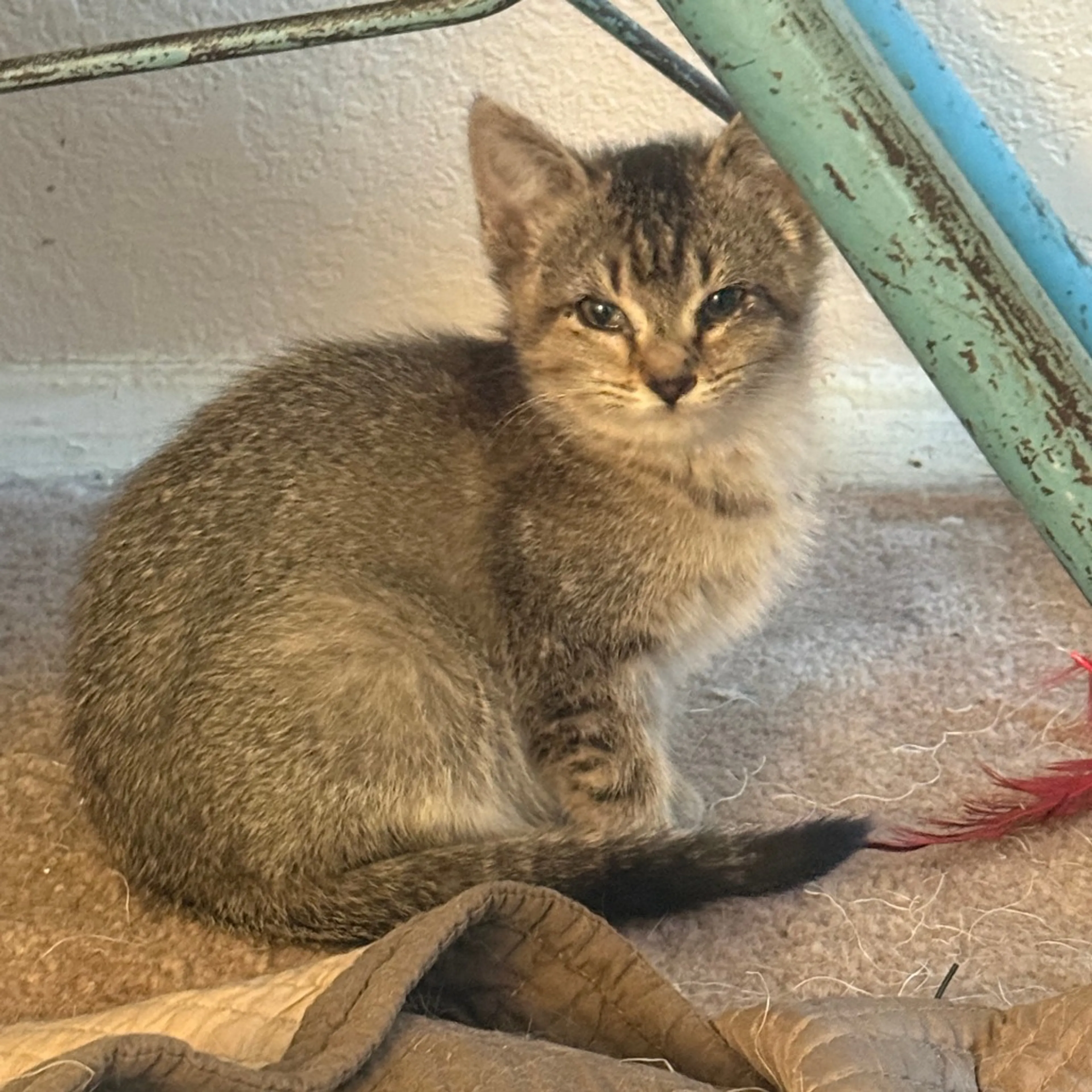Found pet