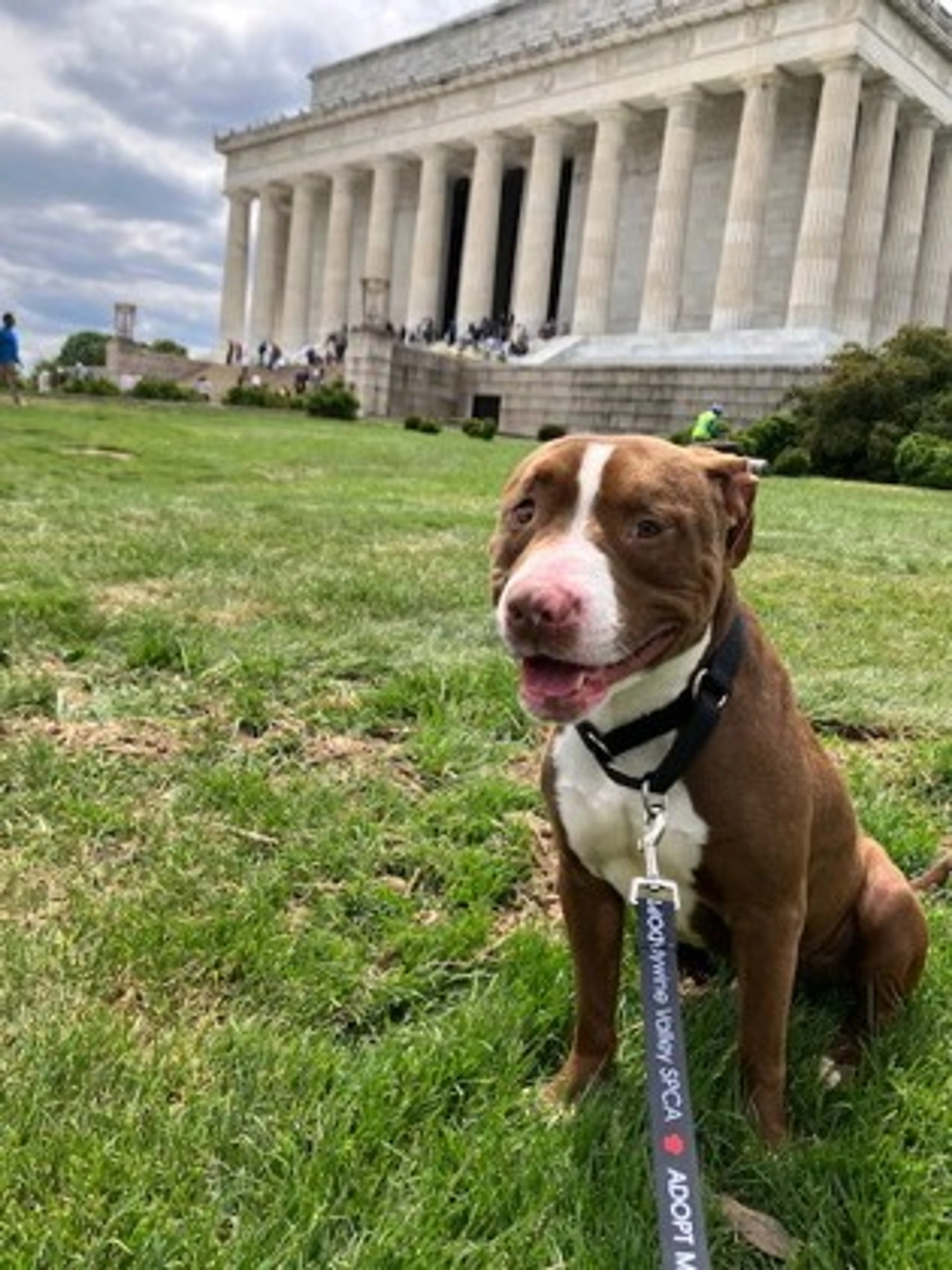 Found pet-2