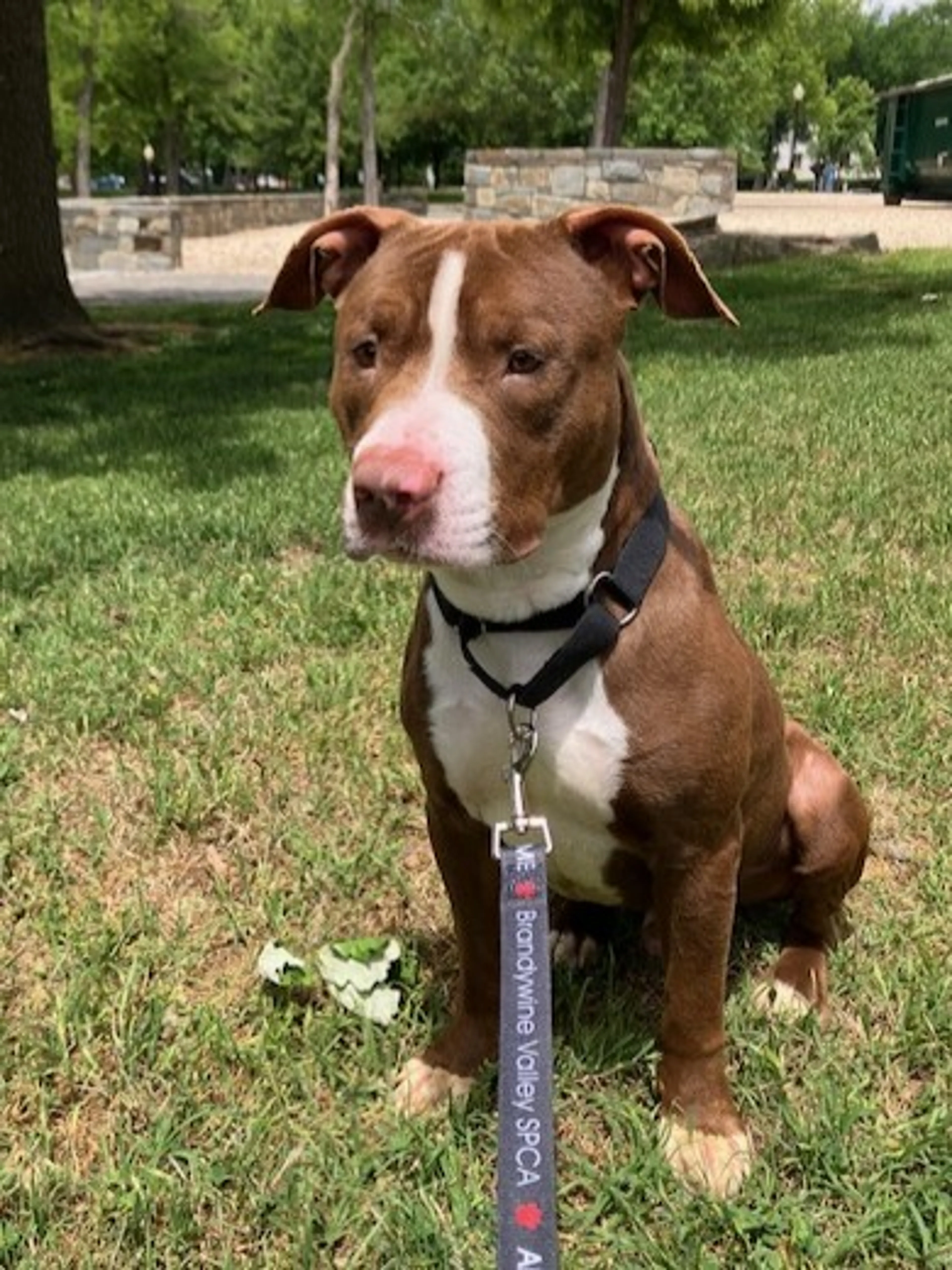 Found pet-1