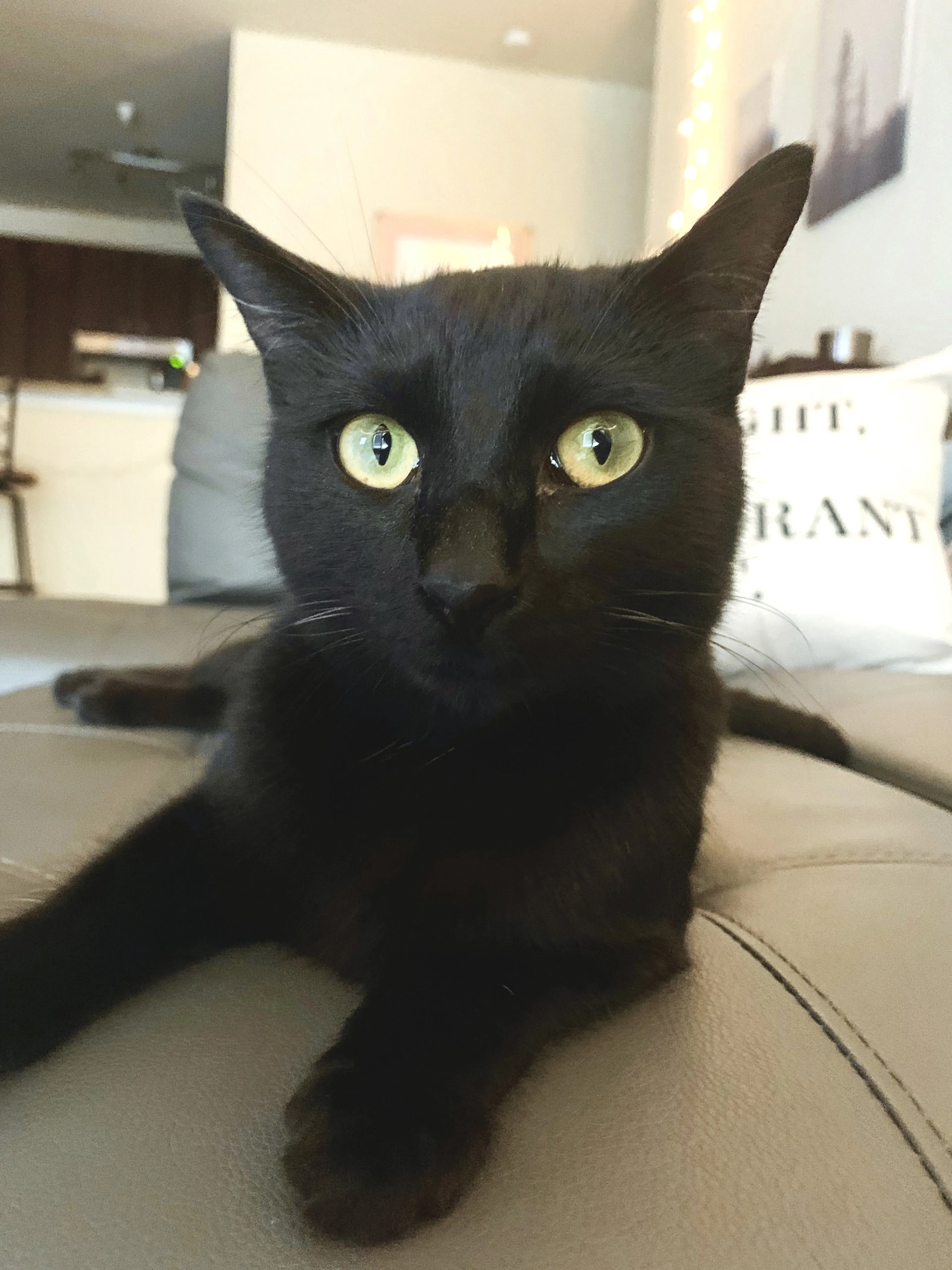 Found pet-3