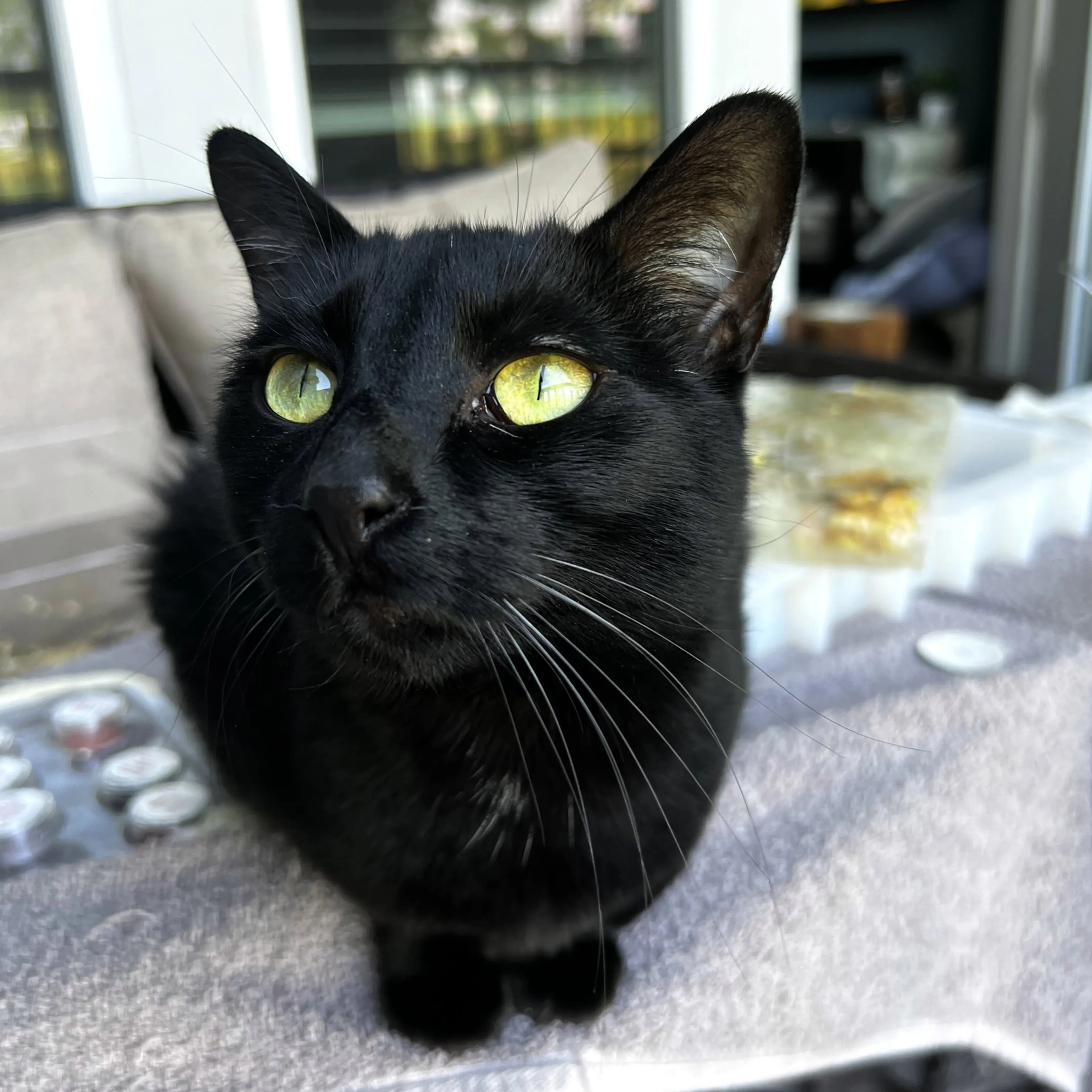 Found pet-2