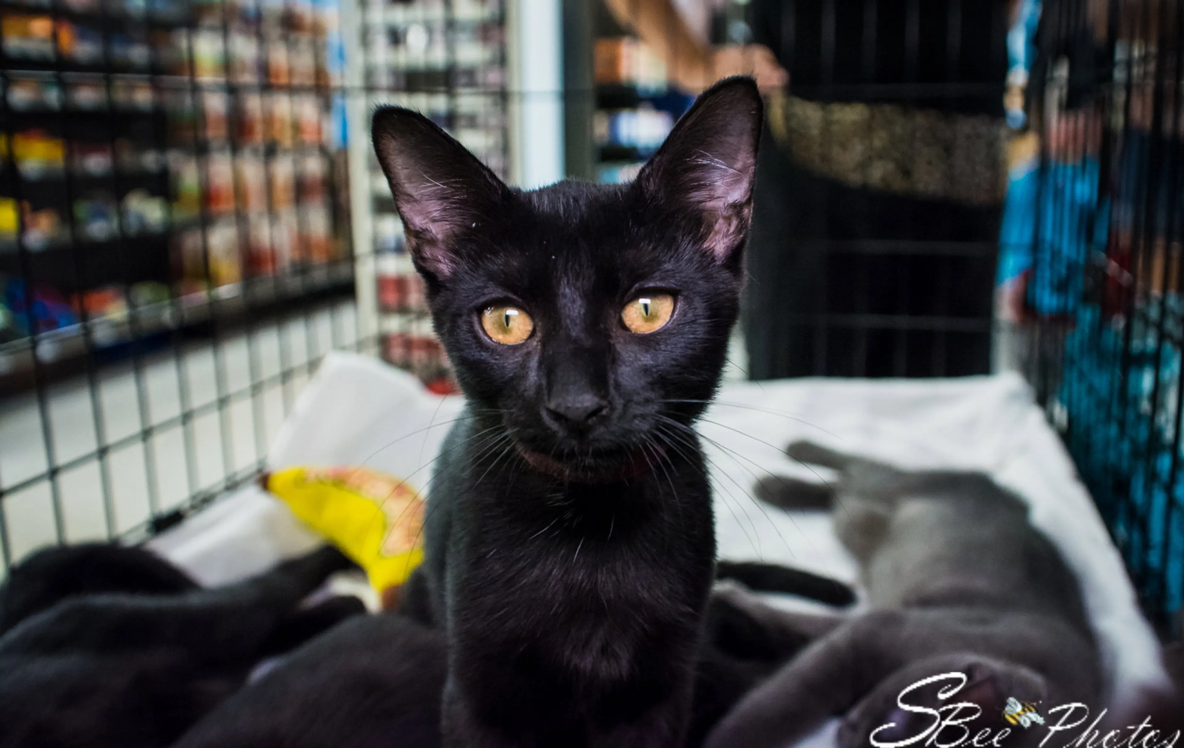 Found pet-1