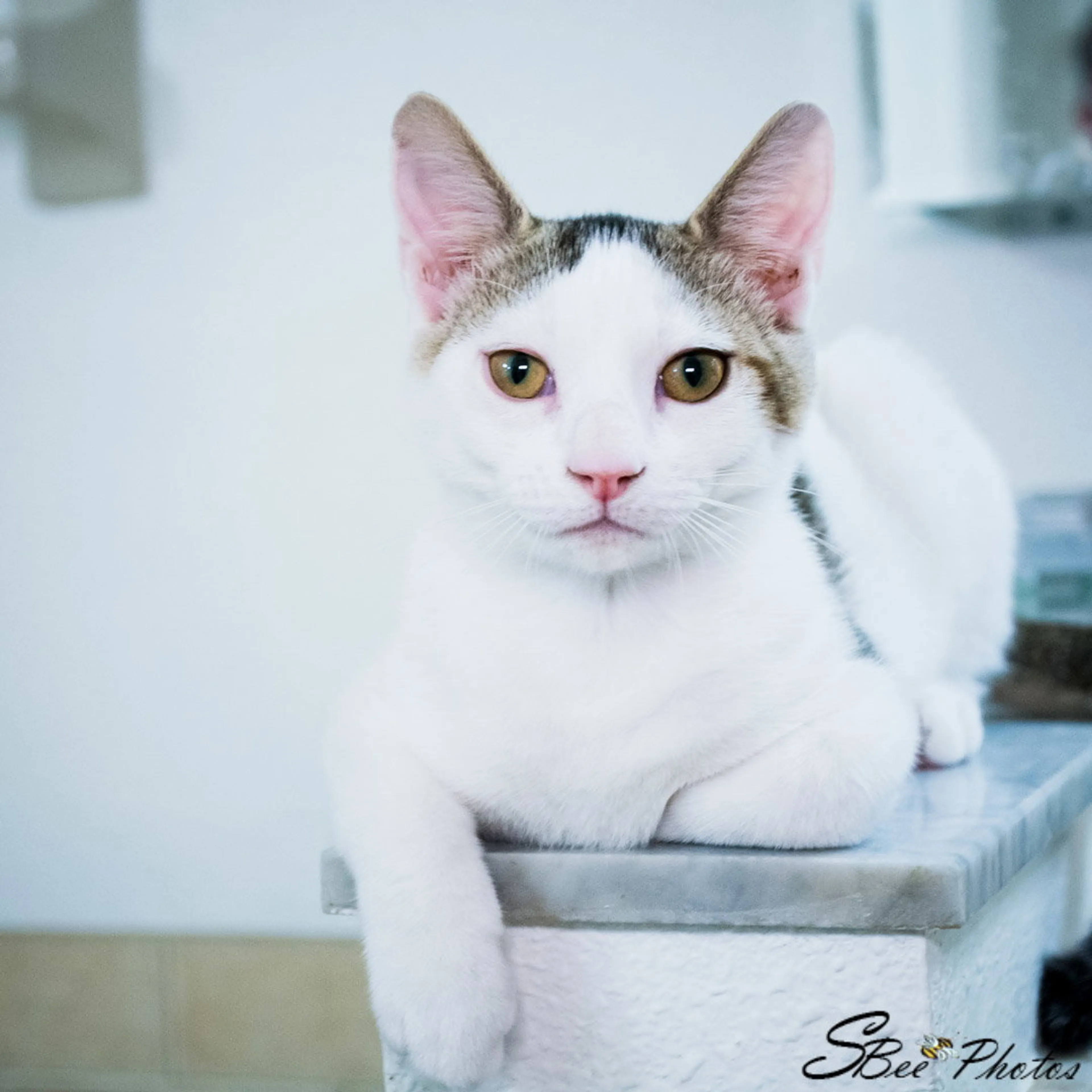 Found pet-1