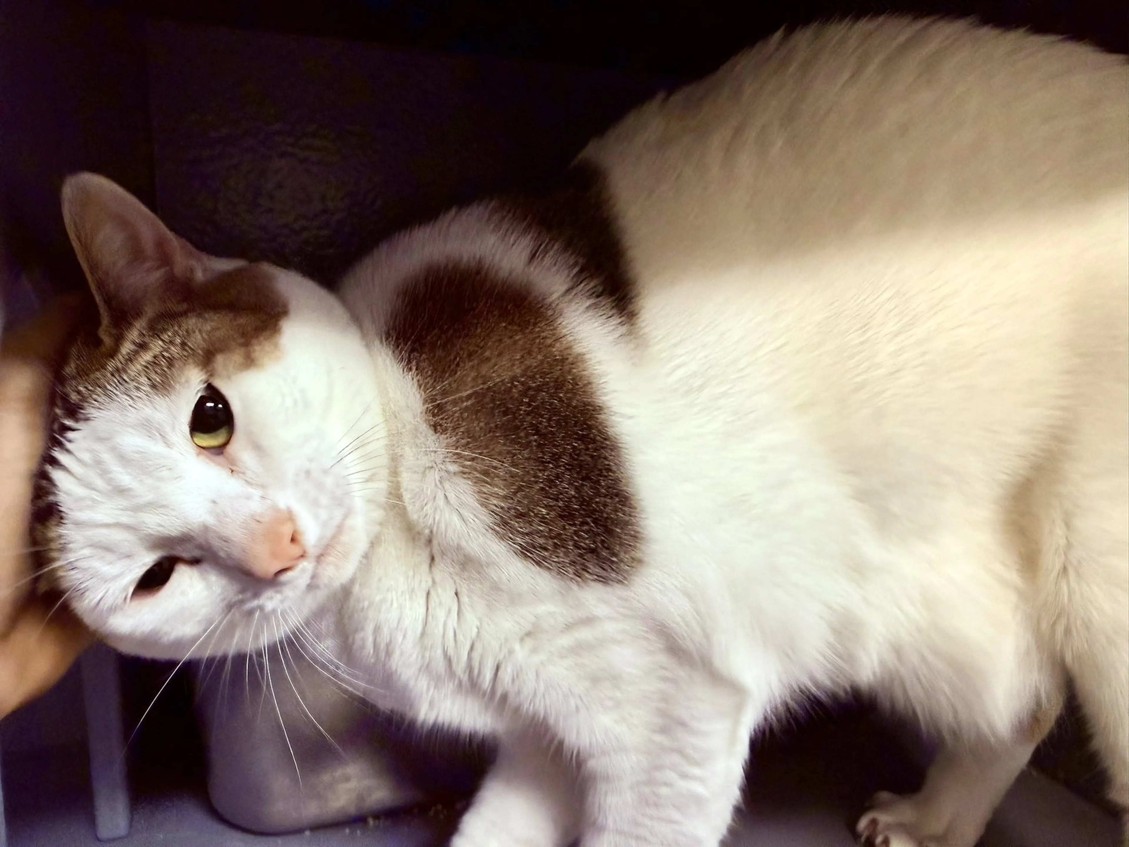 Found pet-3