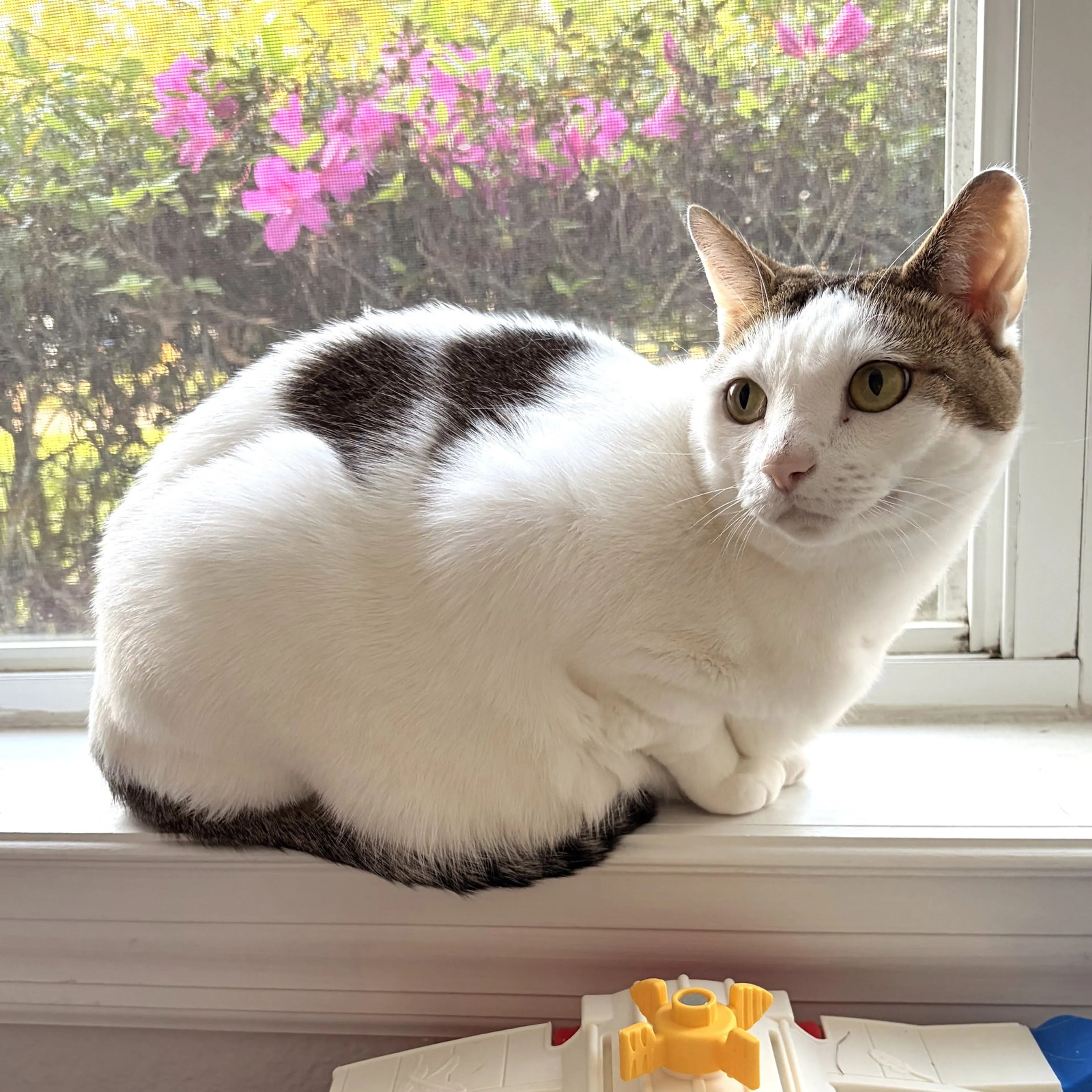 Found pet-2