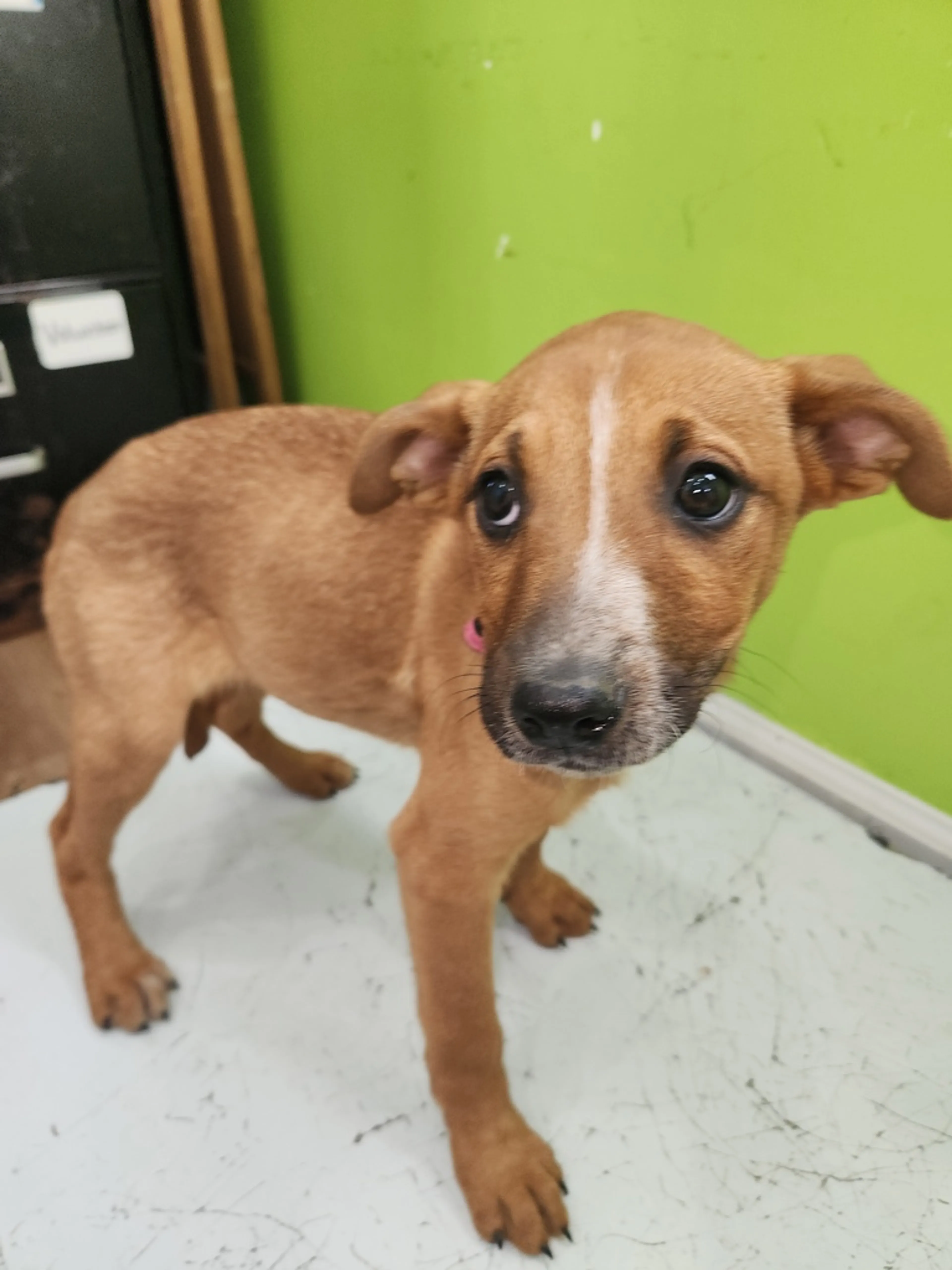 Found pet