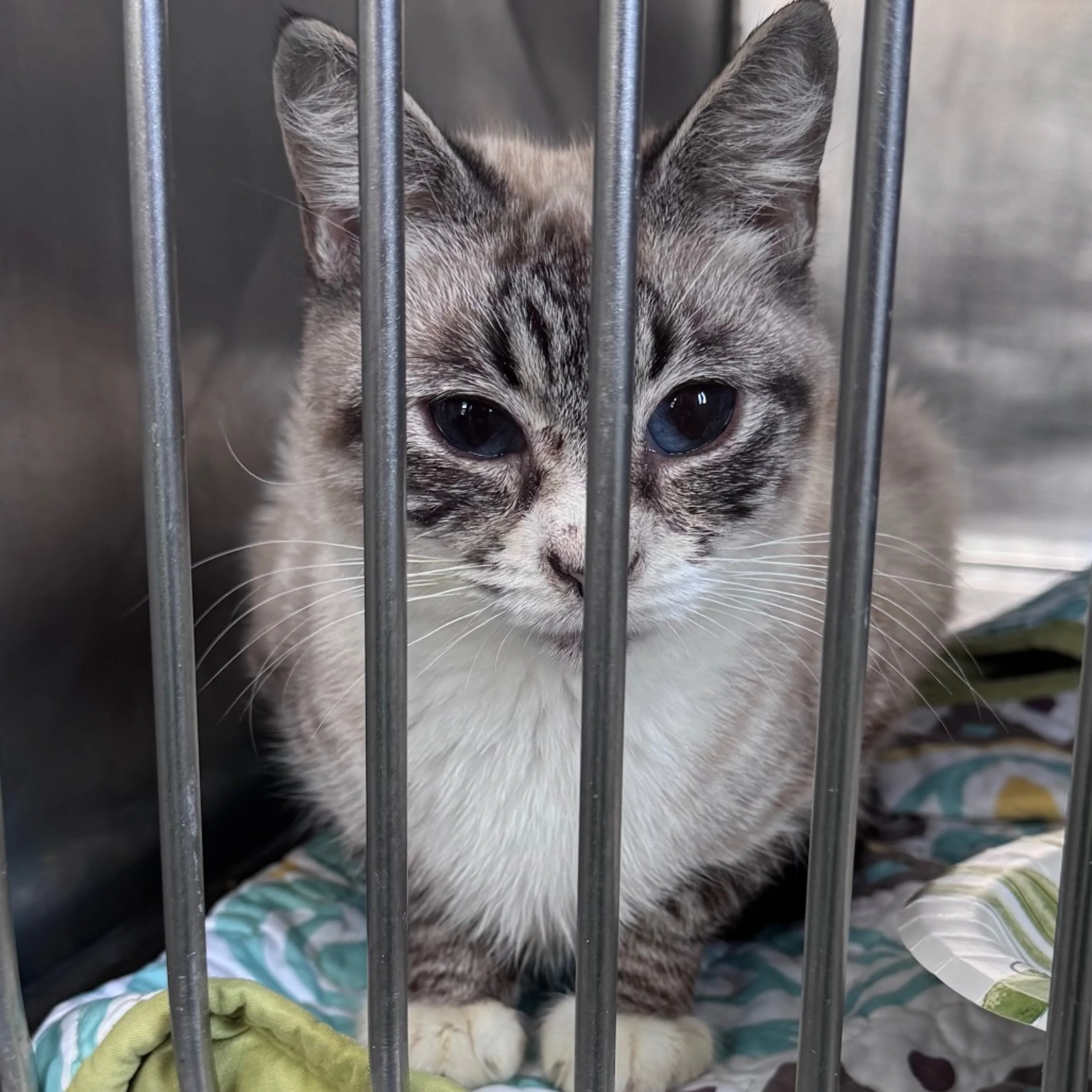 Found pet