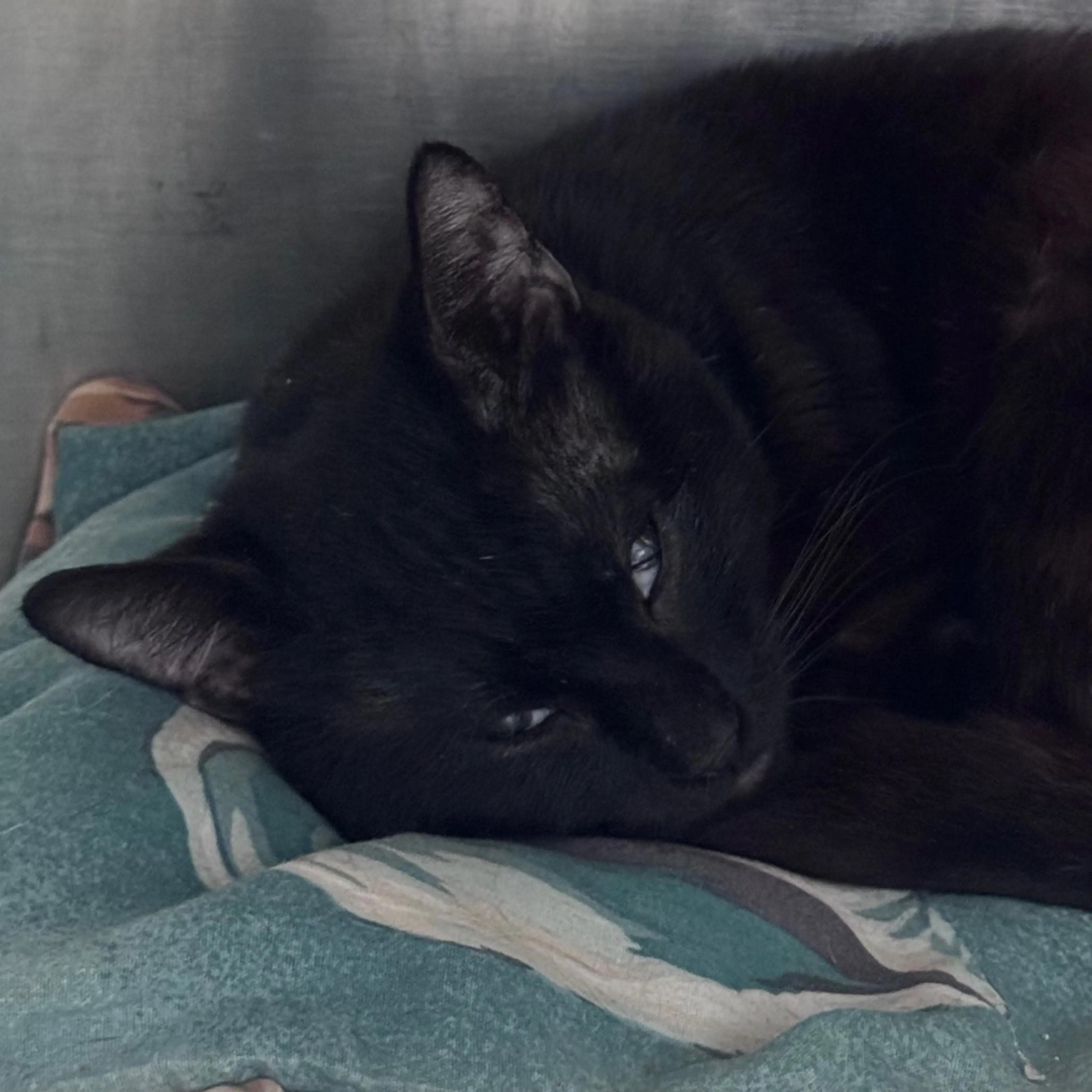 Found pet
