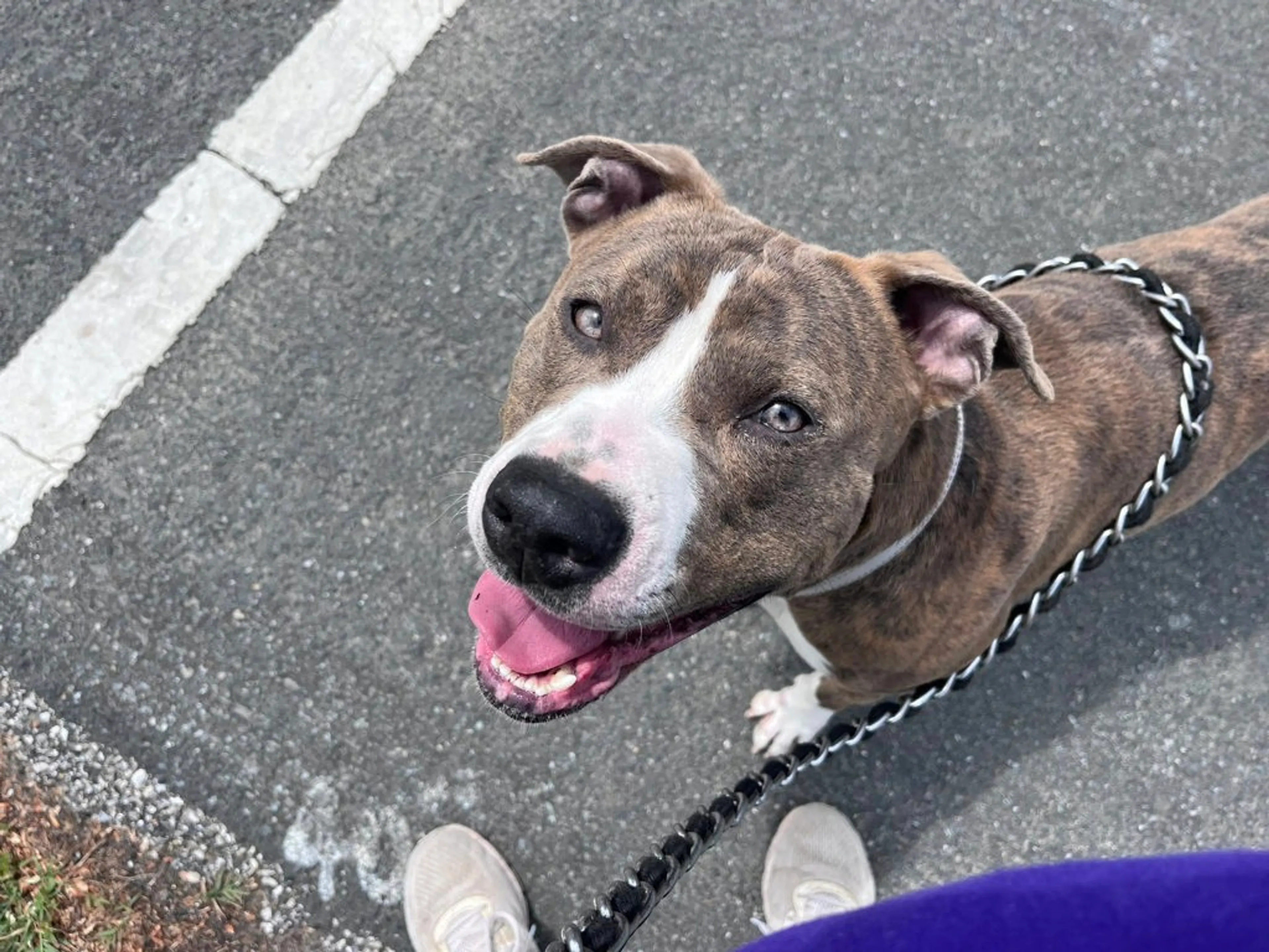 Found pet-1