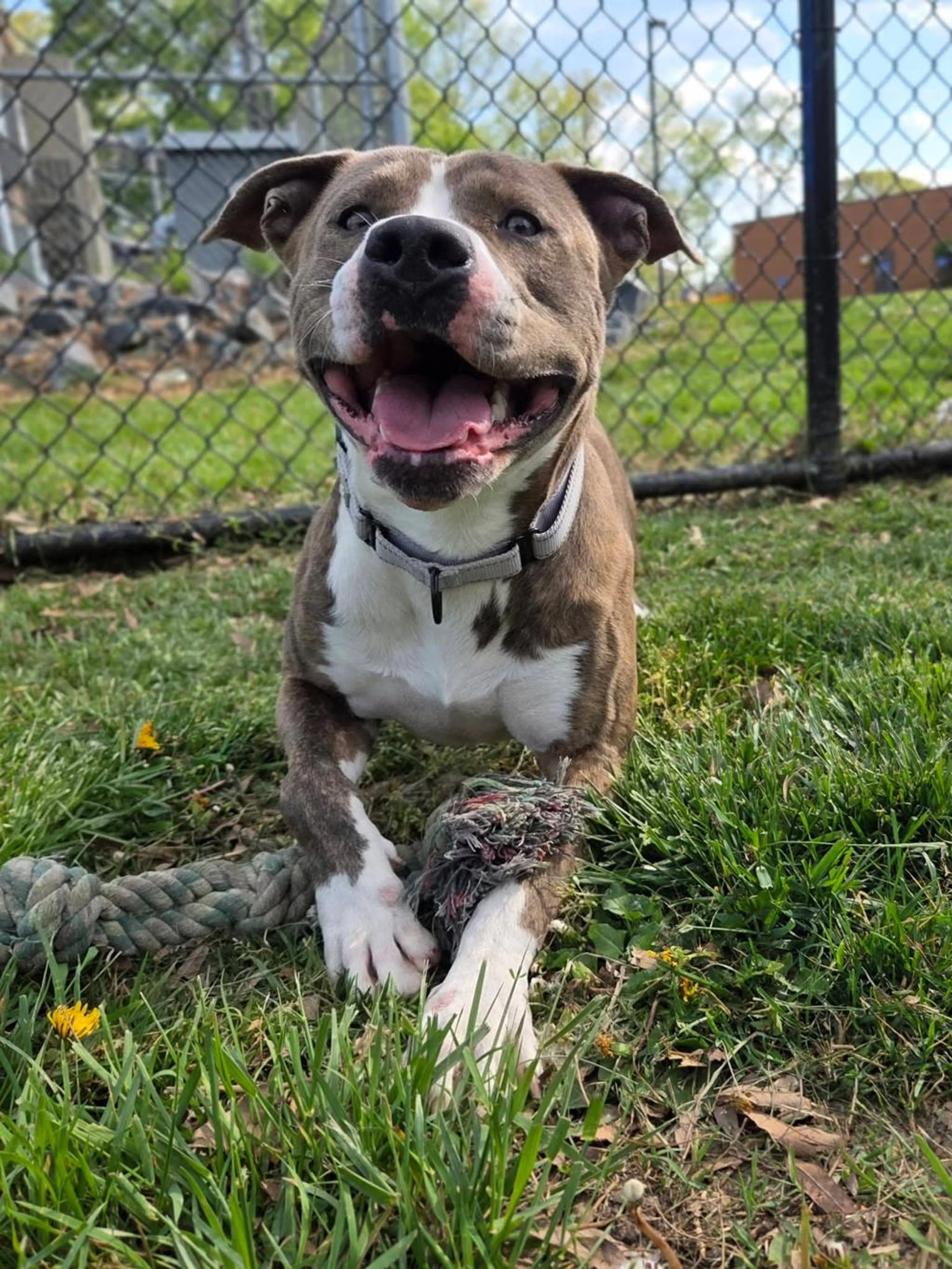 Found pet-2