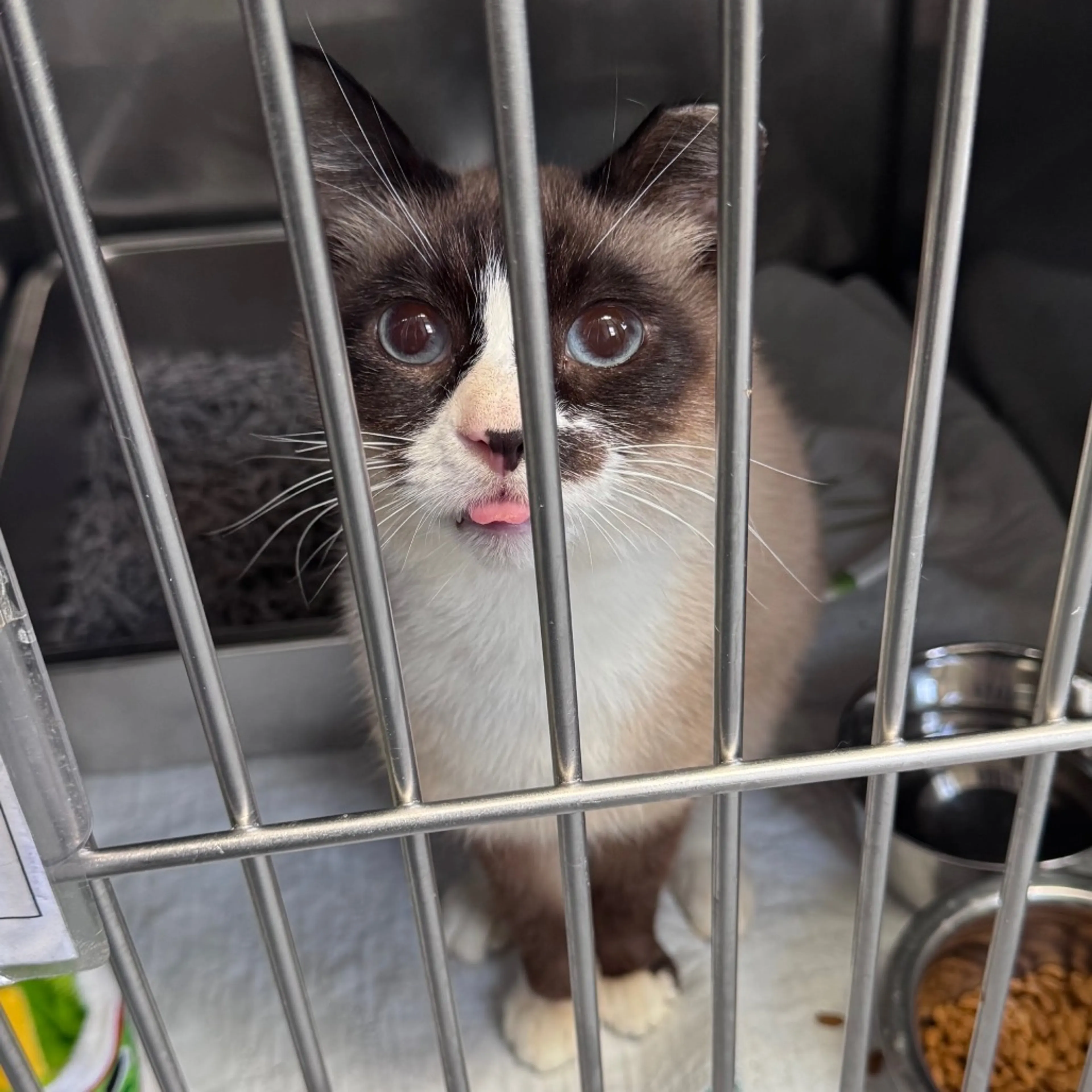 Found pet