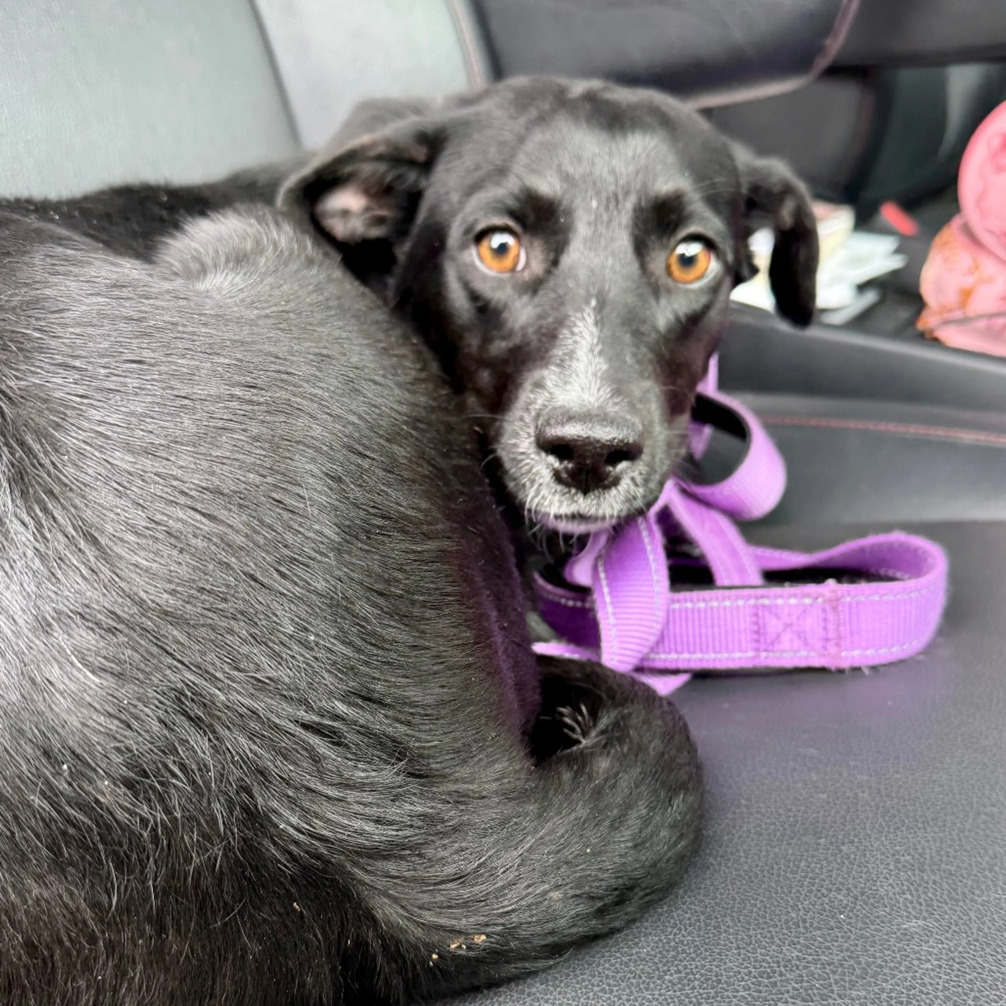 Found pet-6