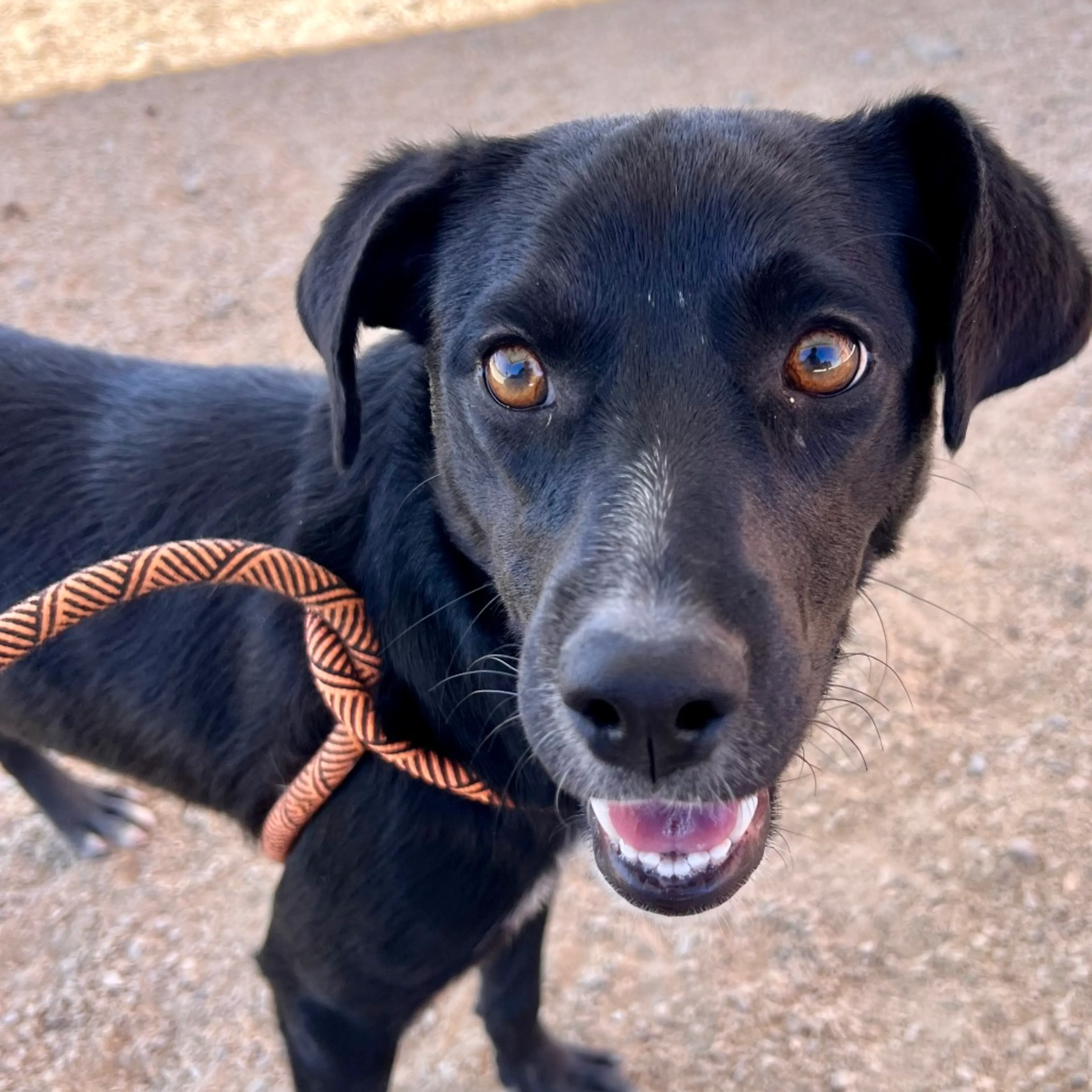 Found pet-14