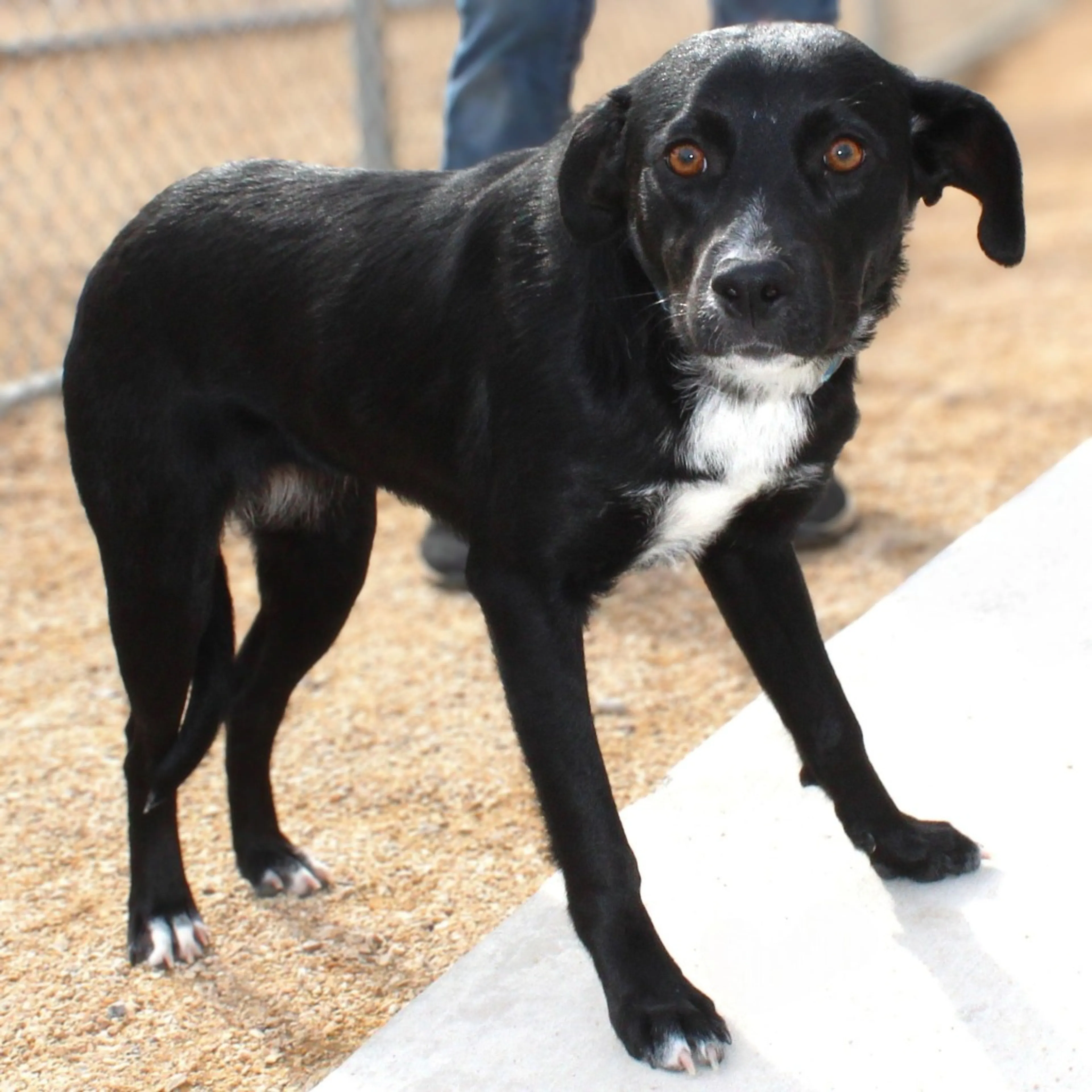 Found pet-11