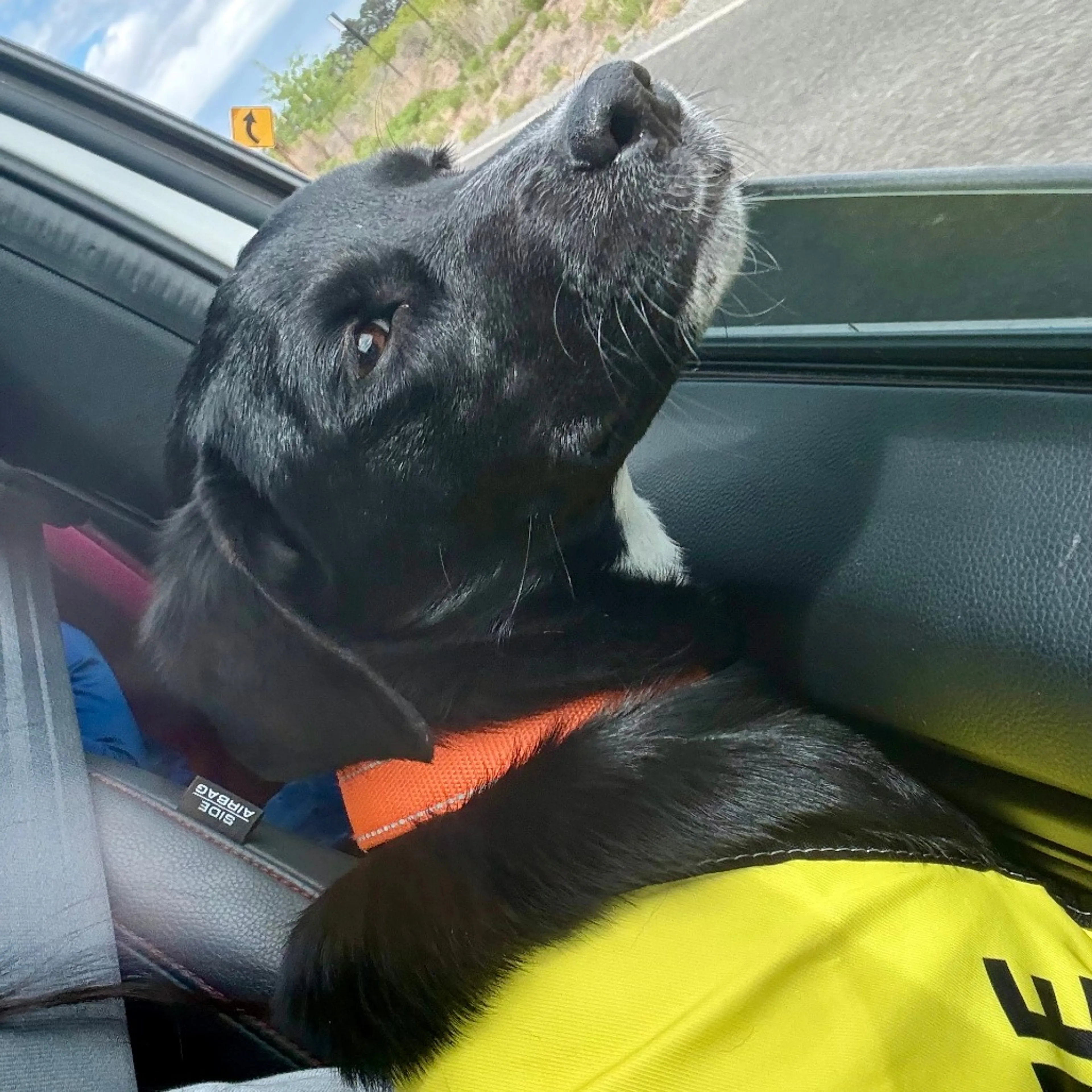 Found pet-5