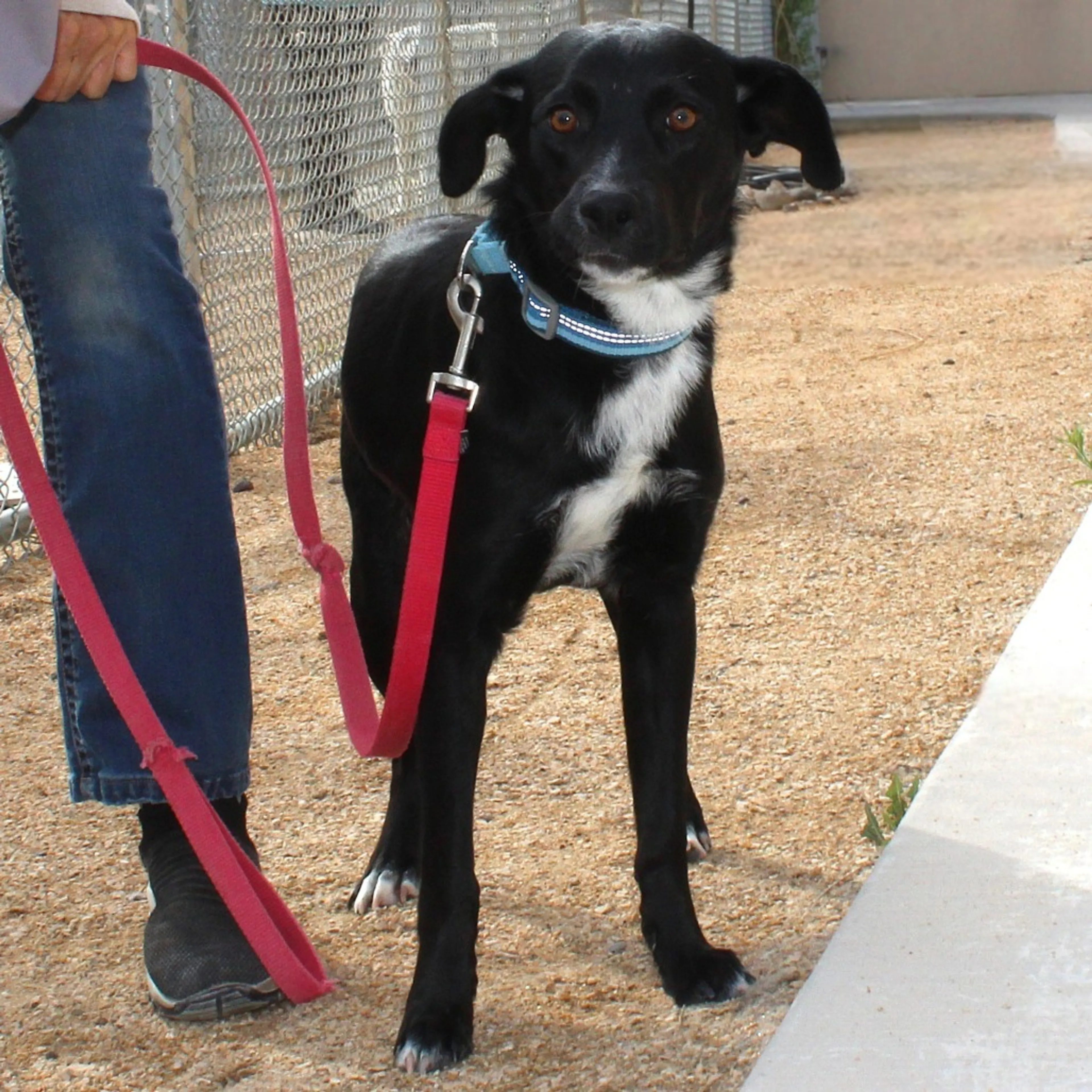 Found pet-13