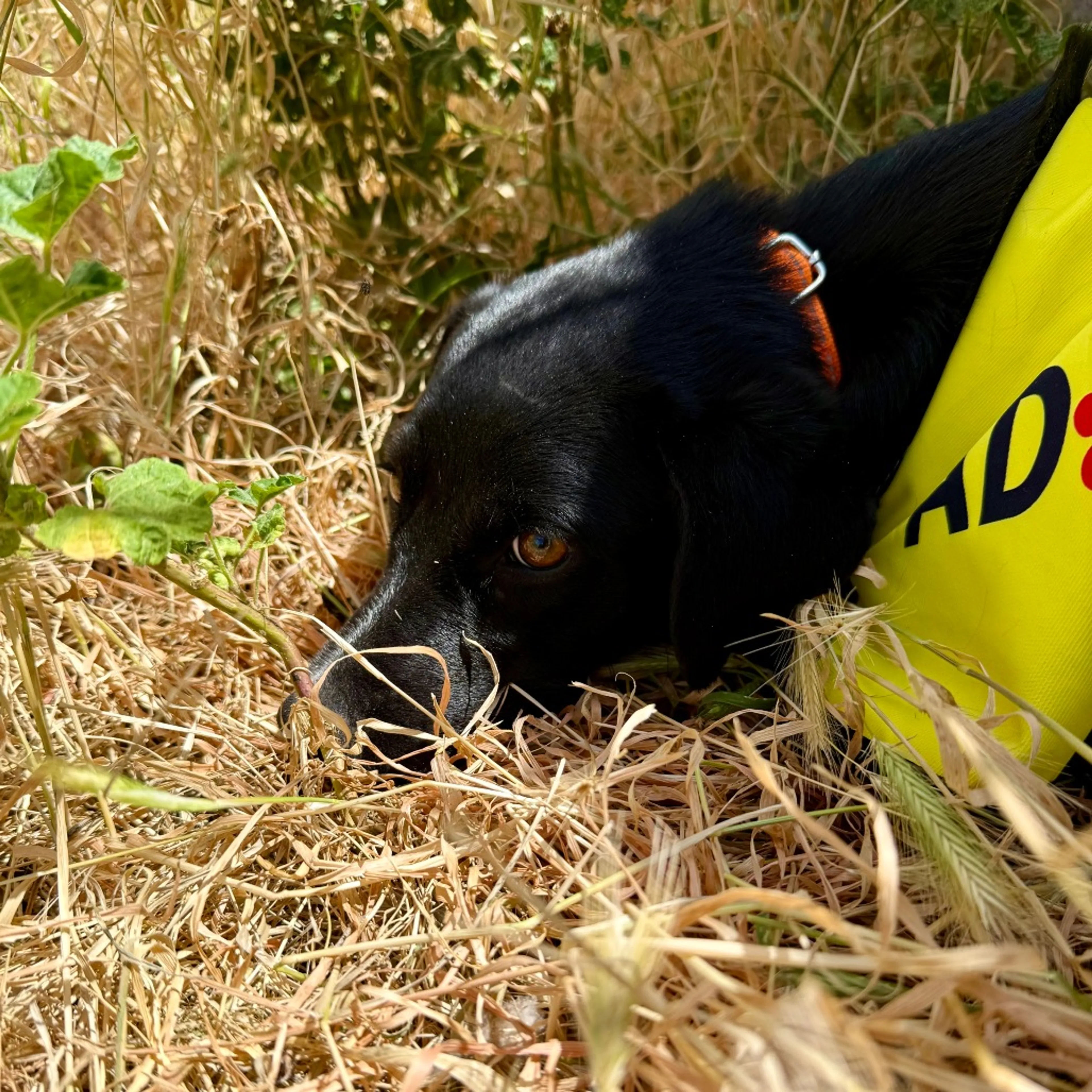 Found pet-4