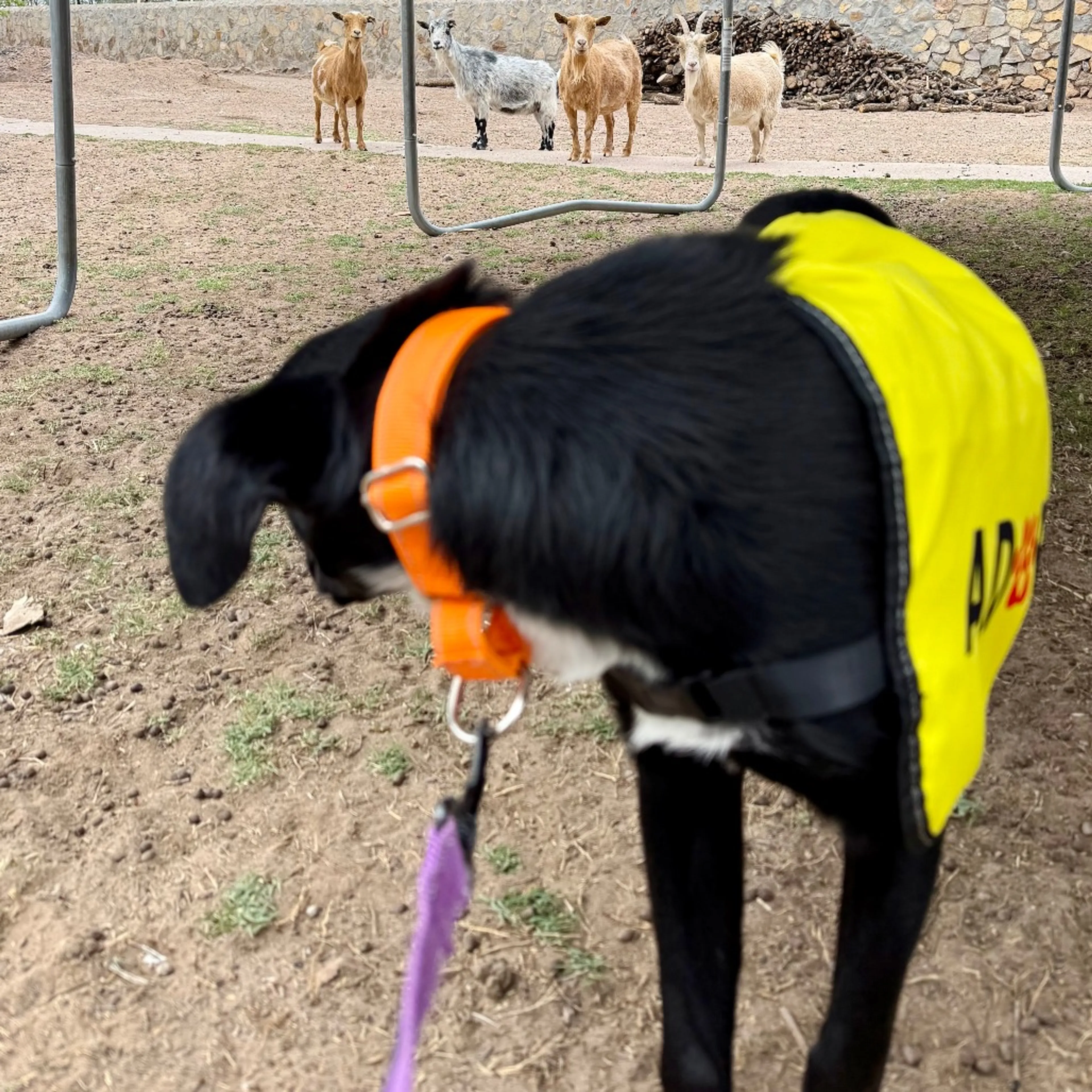 Found pet-7