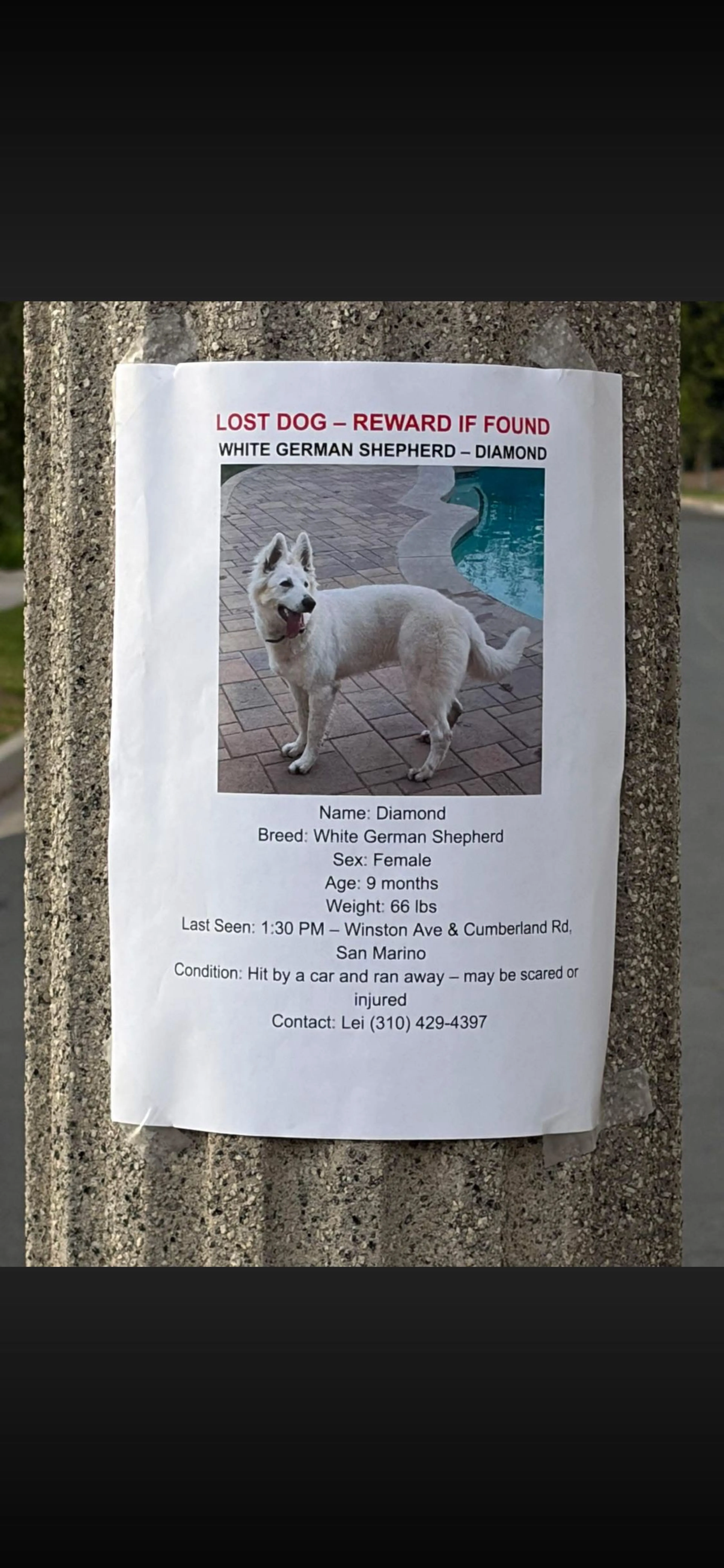 Lost pet