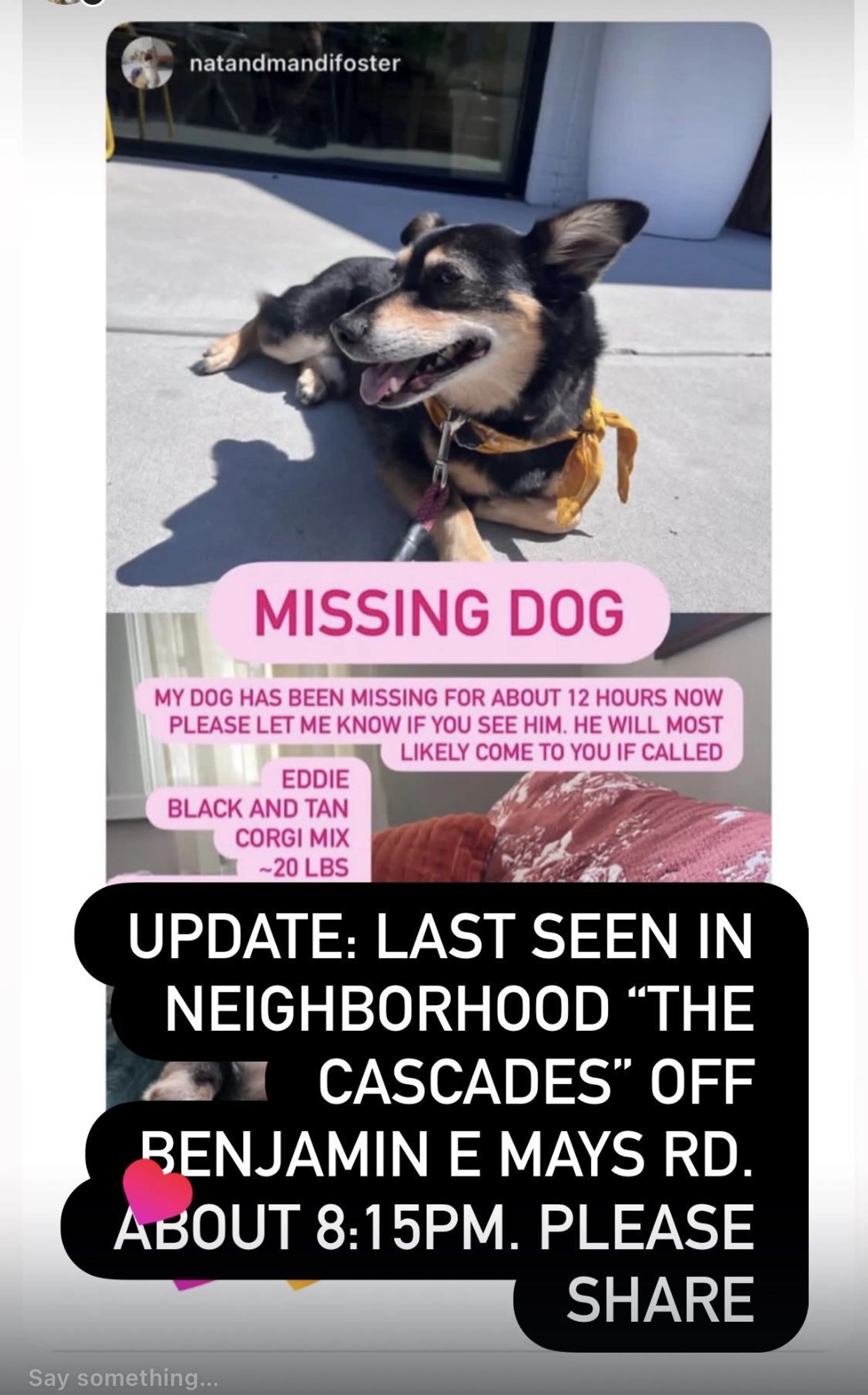 Lost pet-1