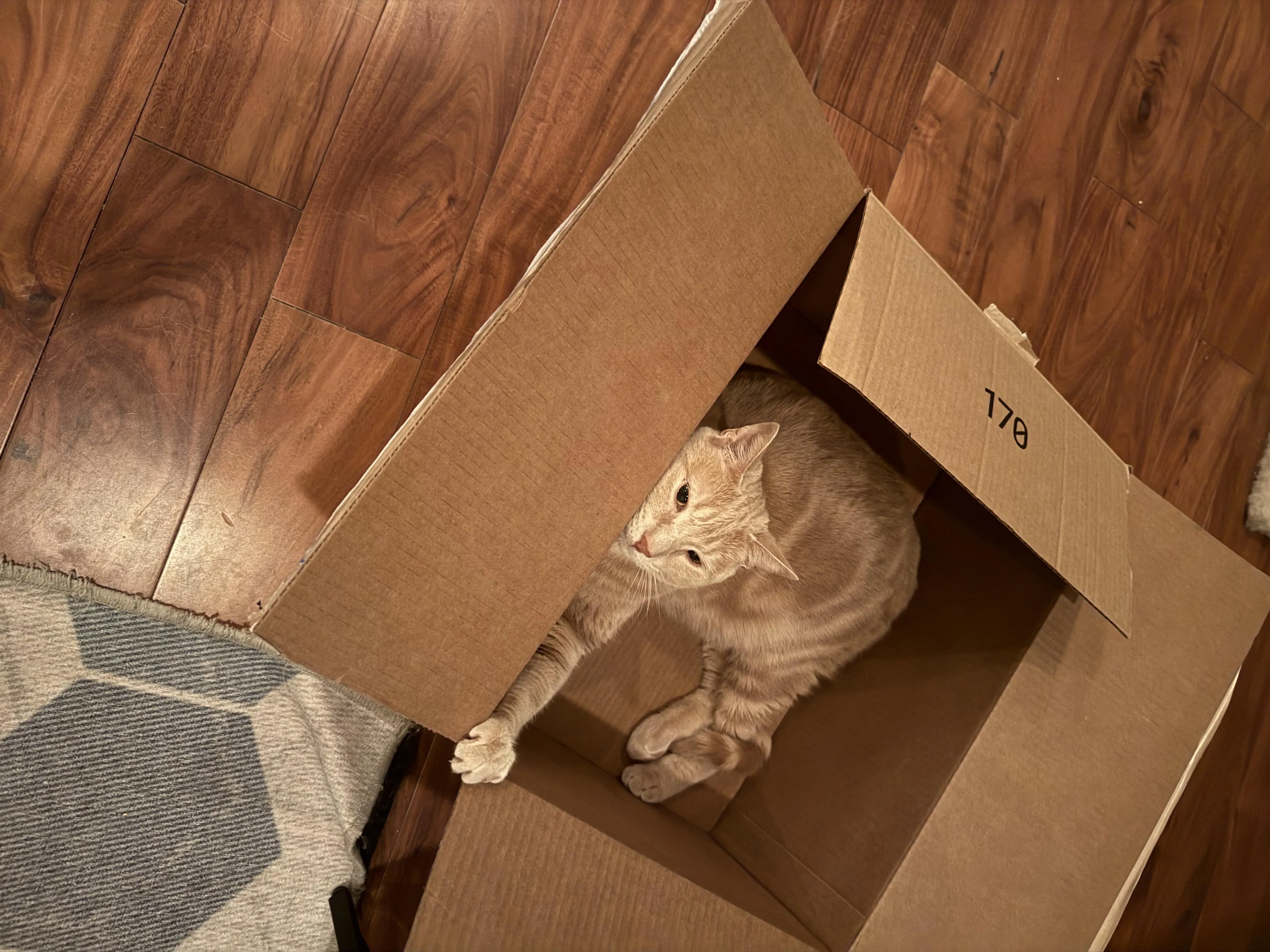 Found pet-3