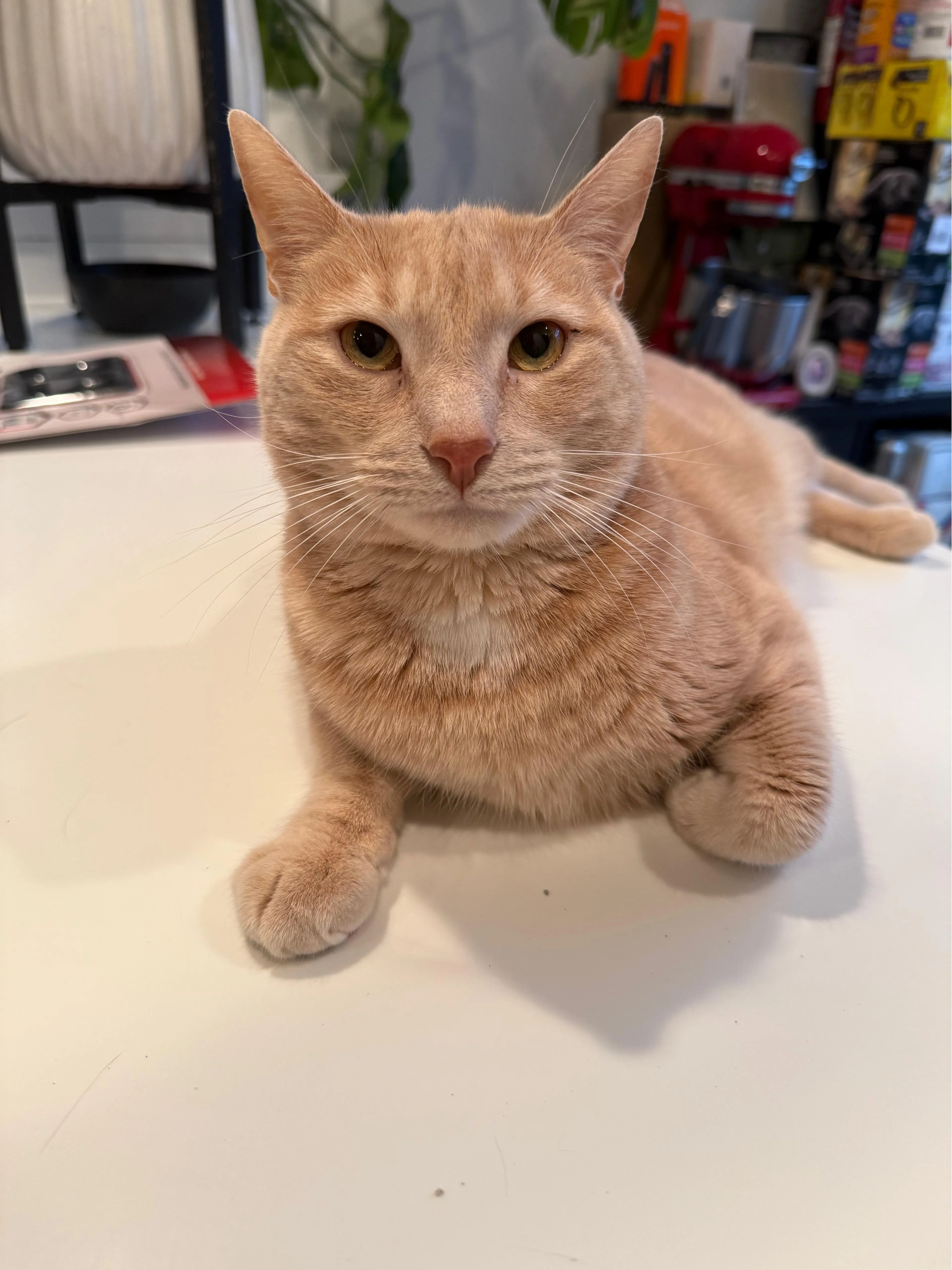 Found pet-5