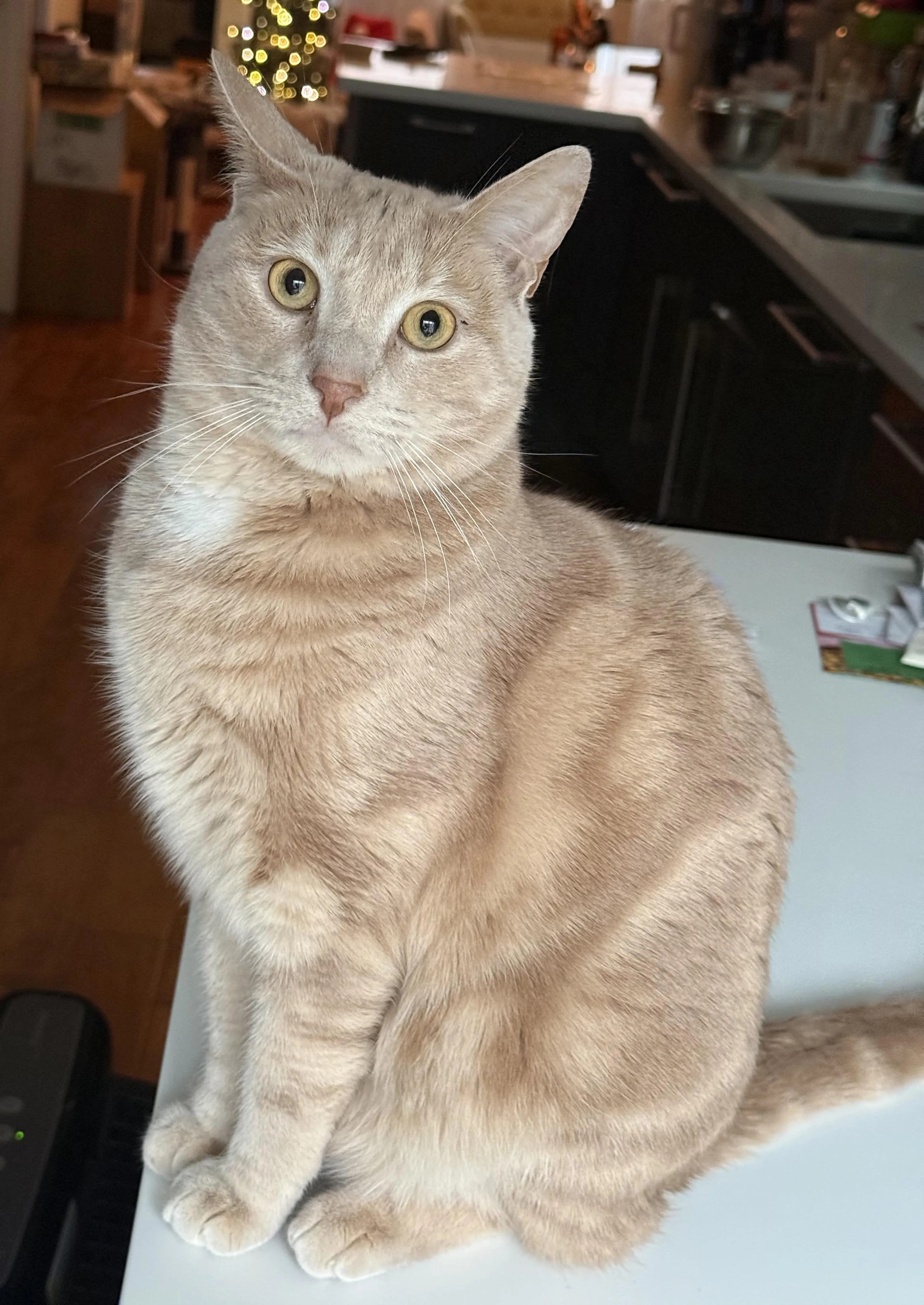 Found pet-2