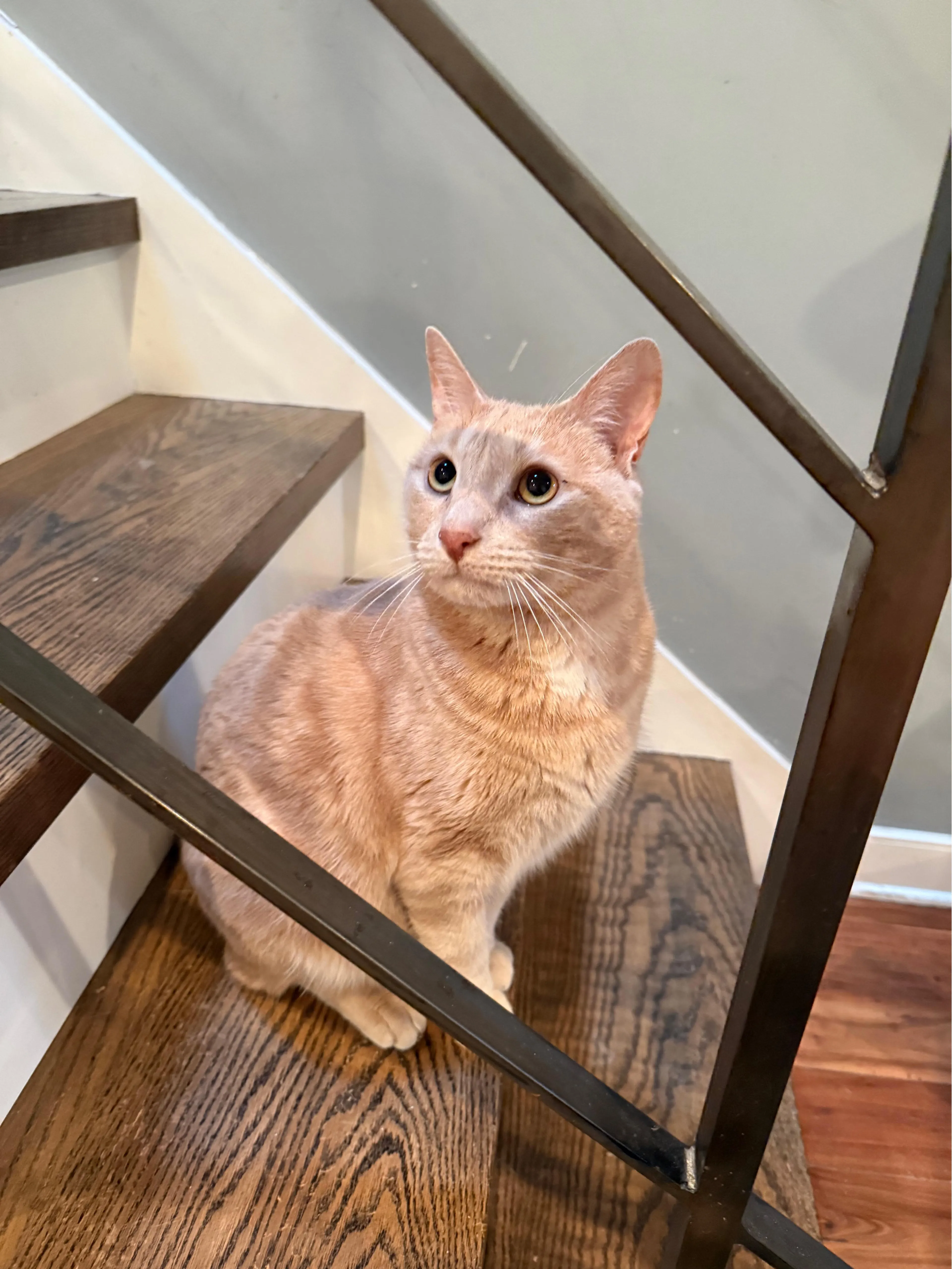 Found pet-4