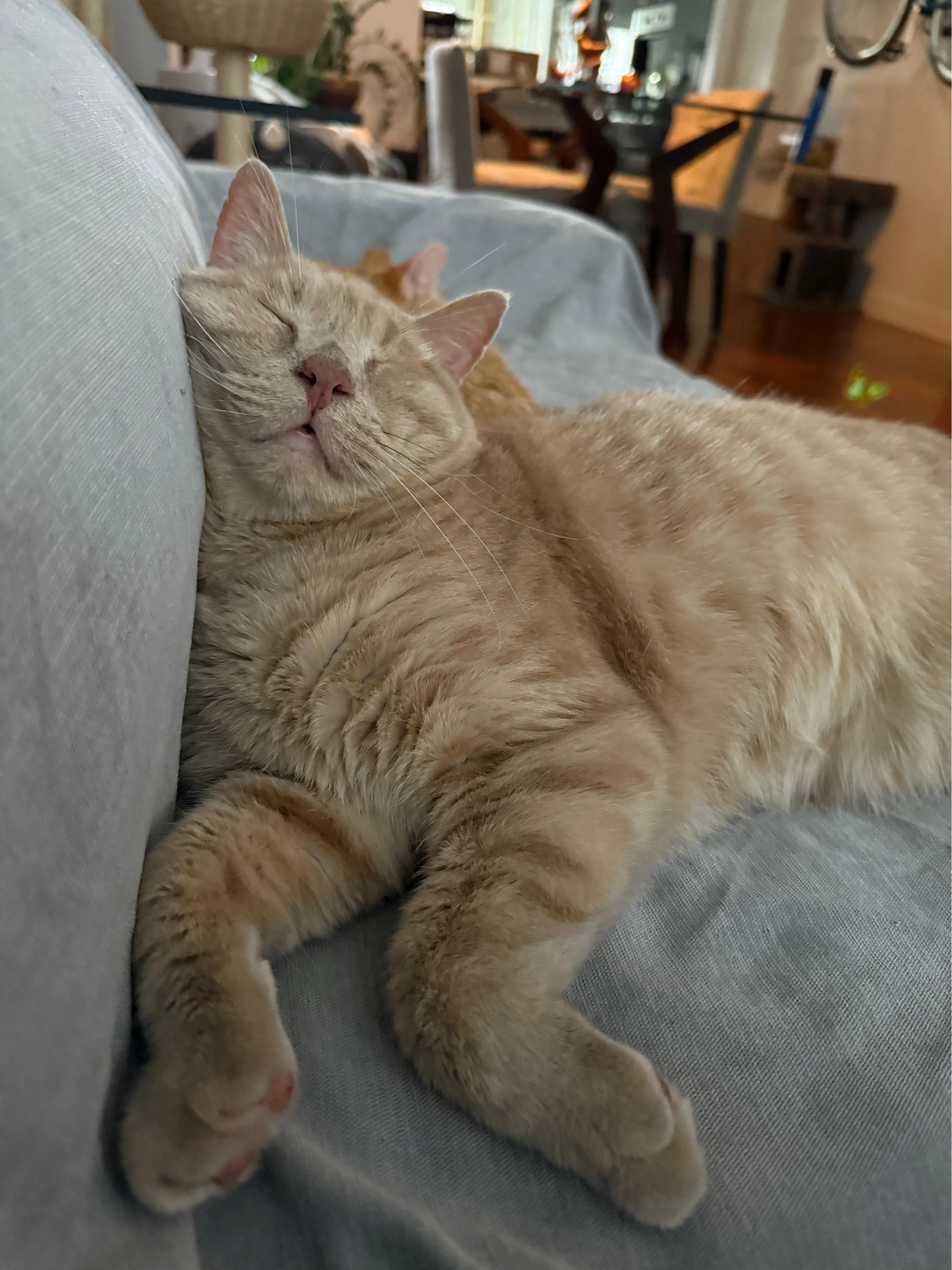 Found pet-1