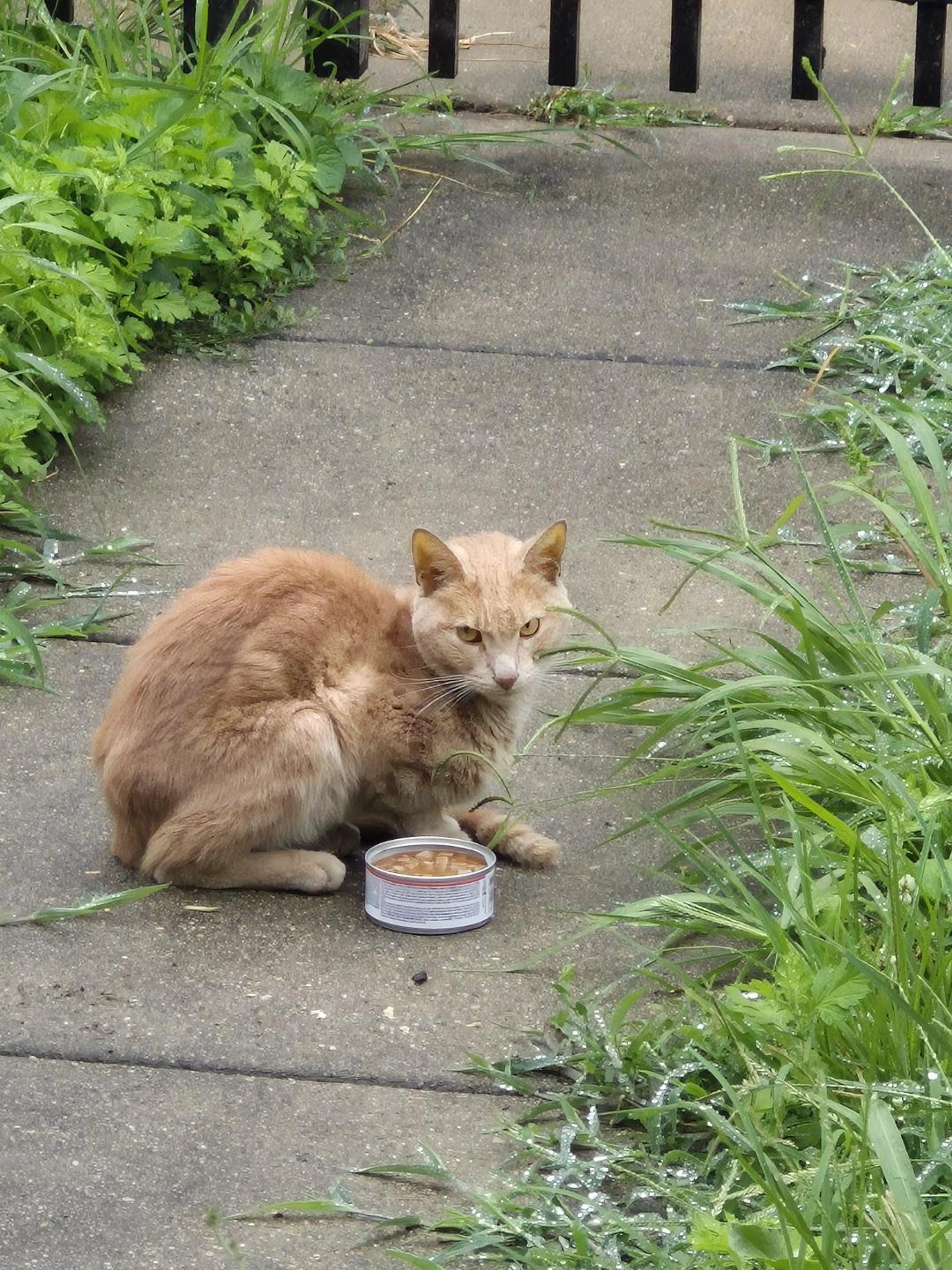 Found pet-0