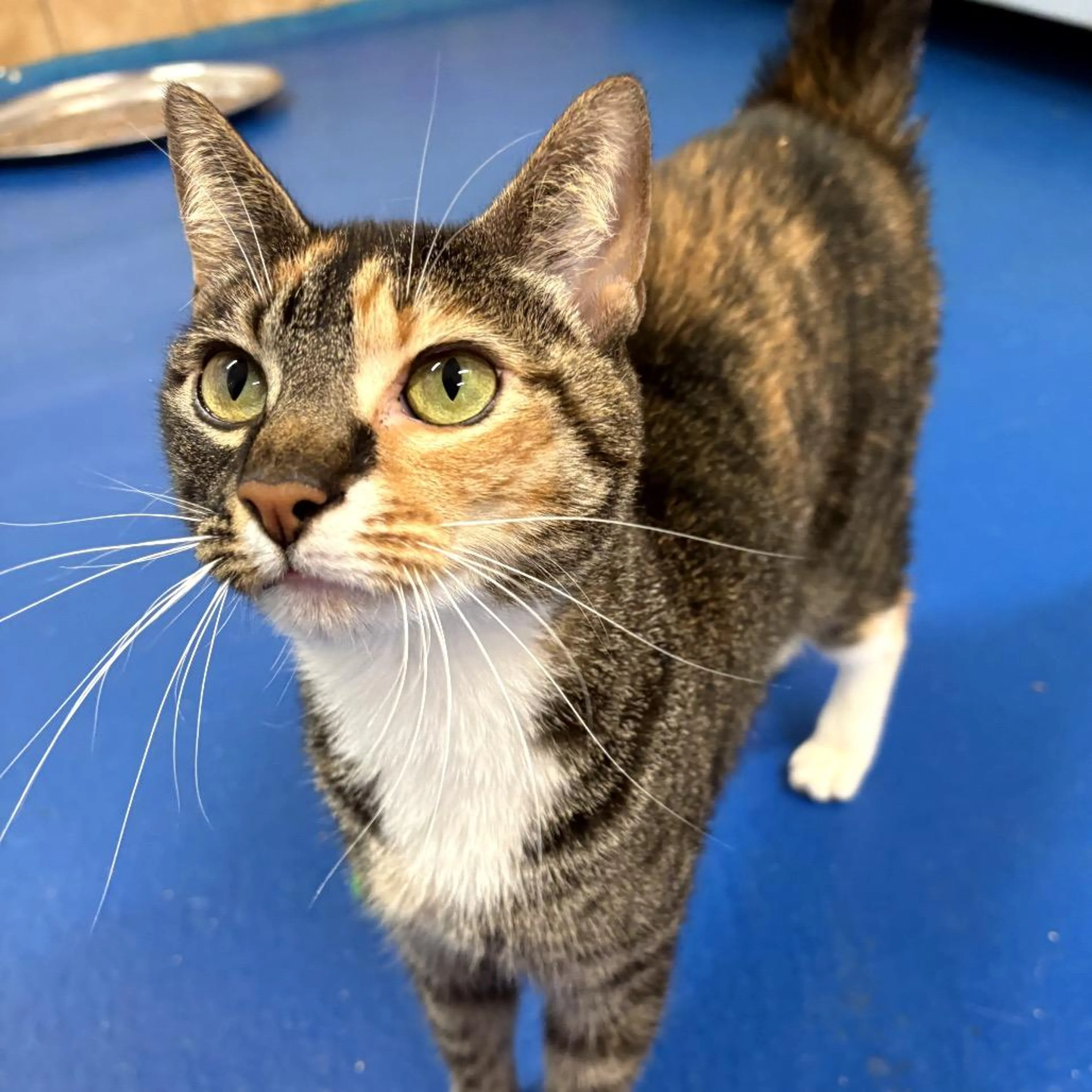 Found pet-1