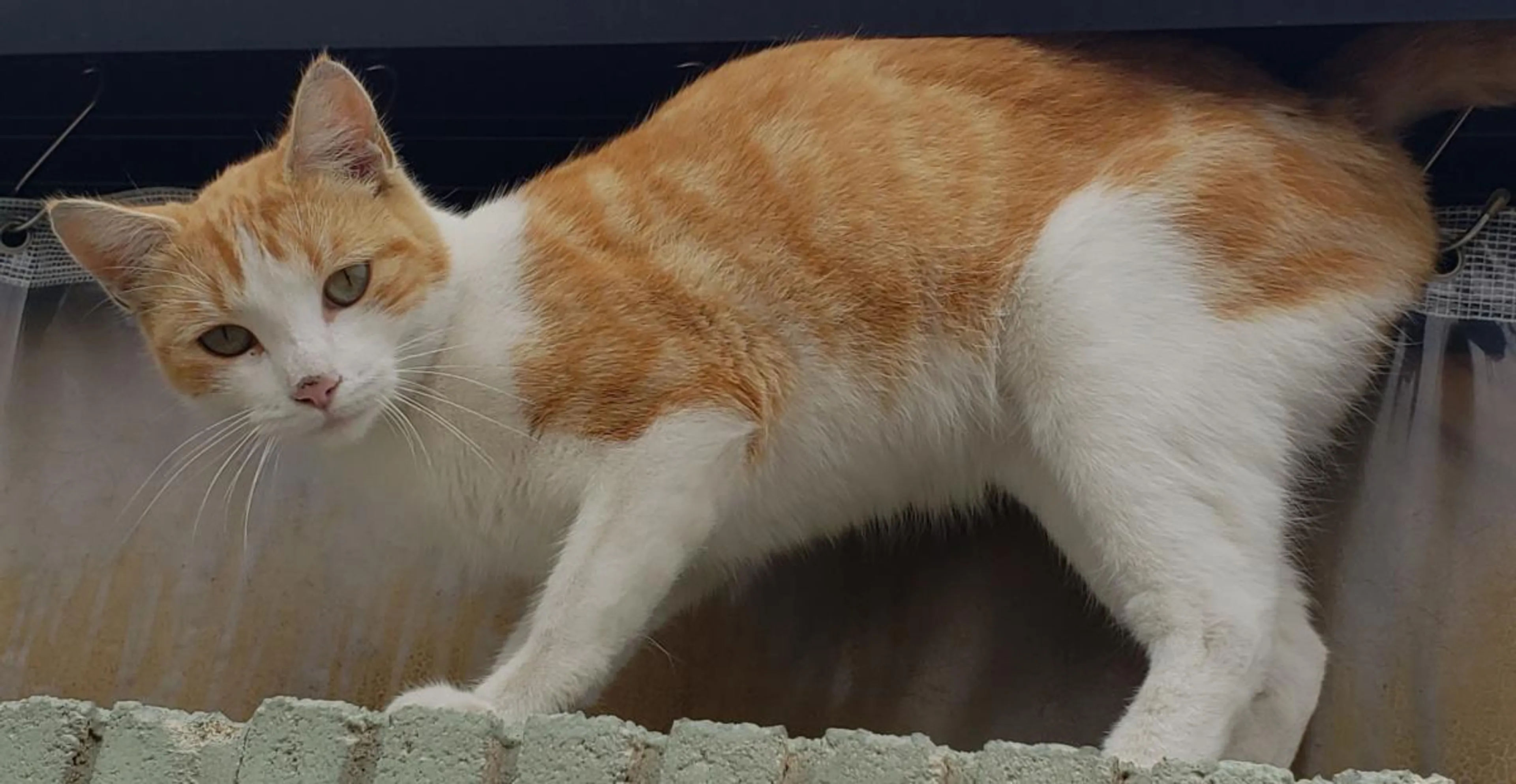 Found pet-1