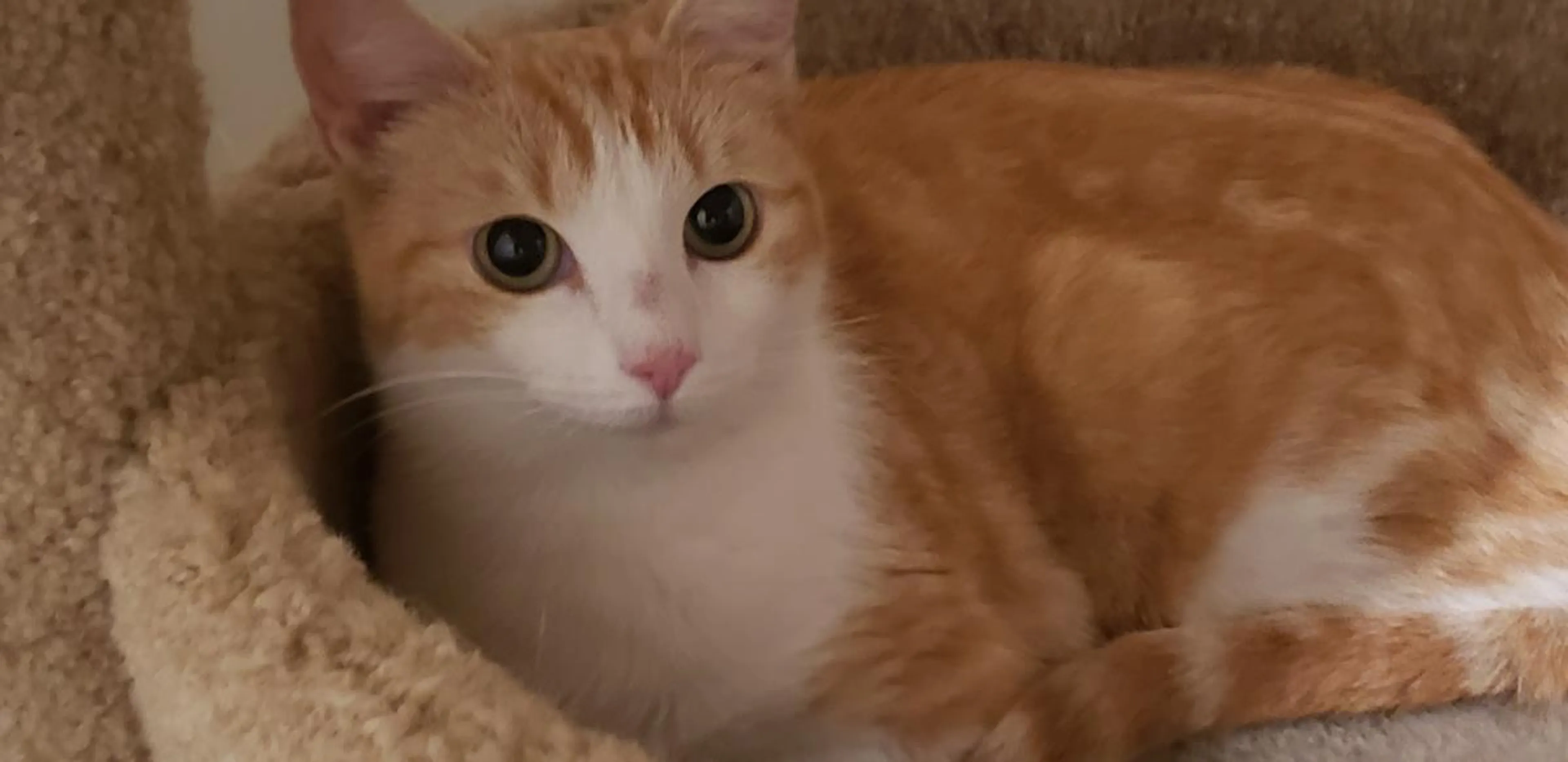 Found pet-0