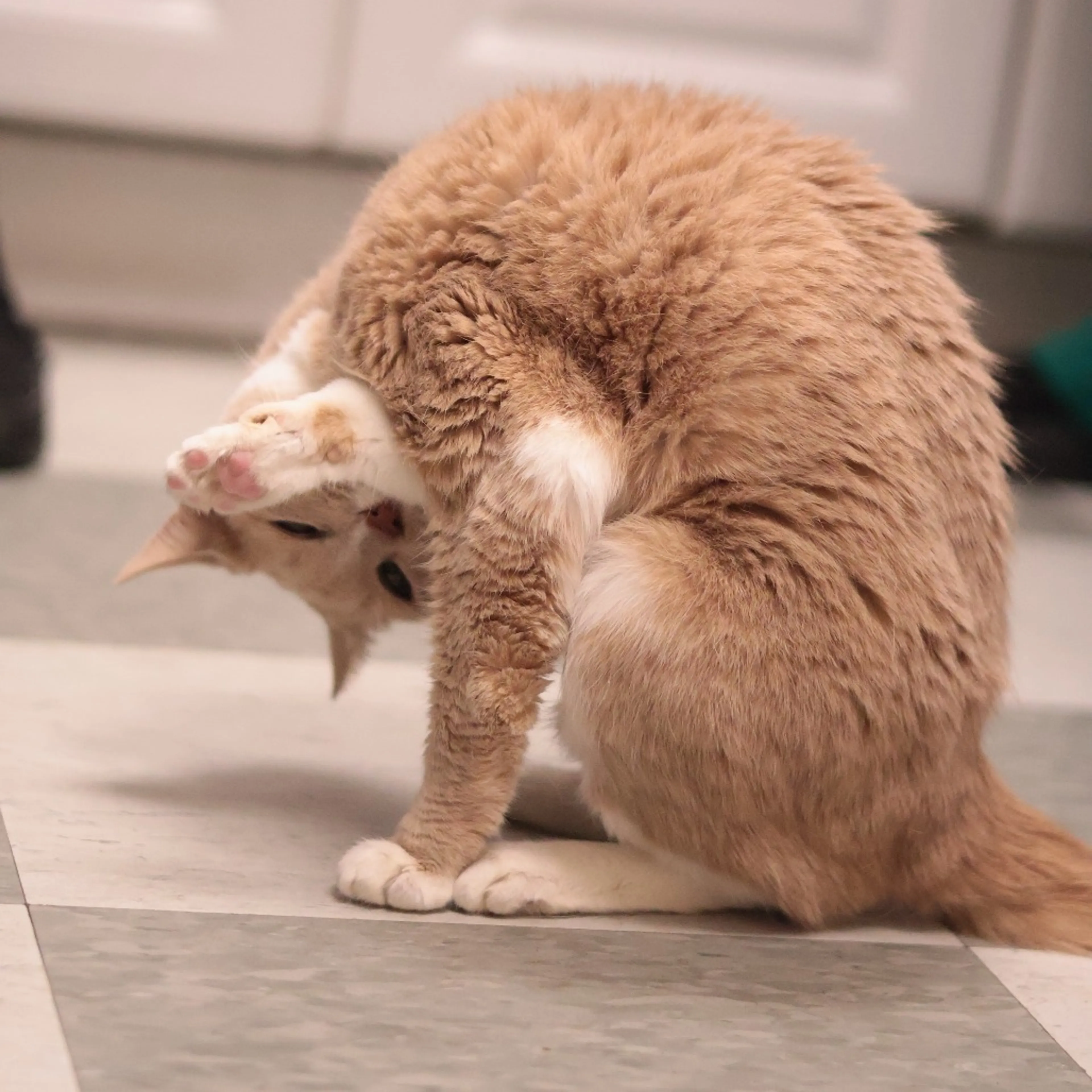 Found pet-4