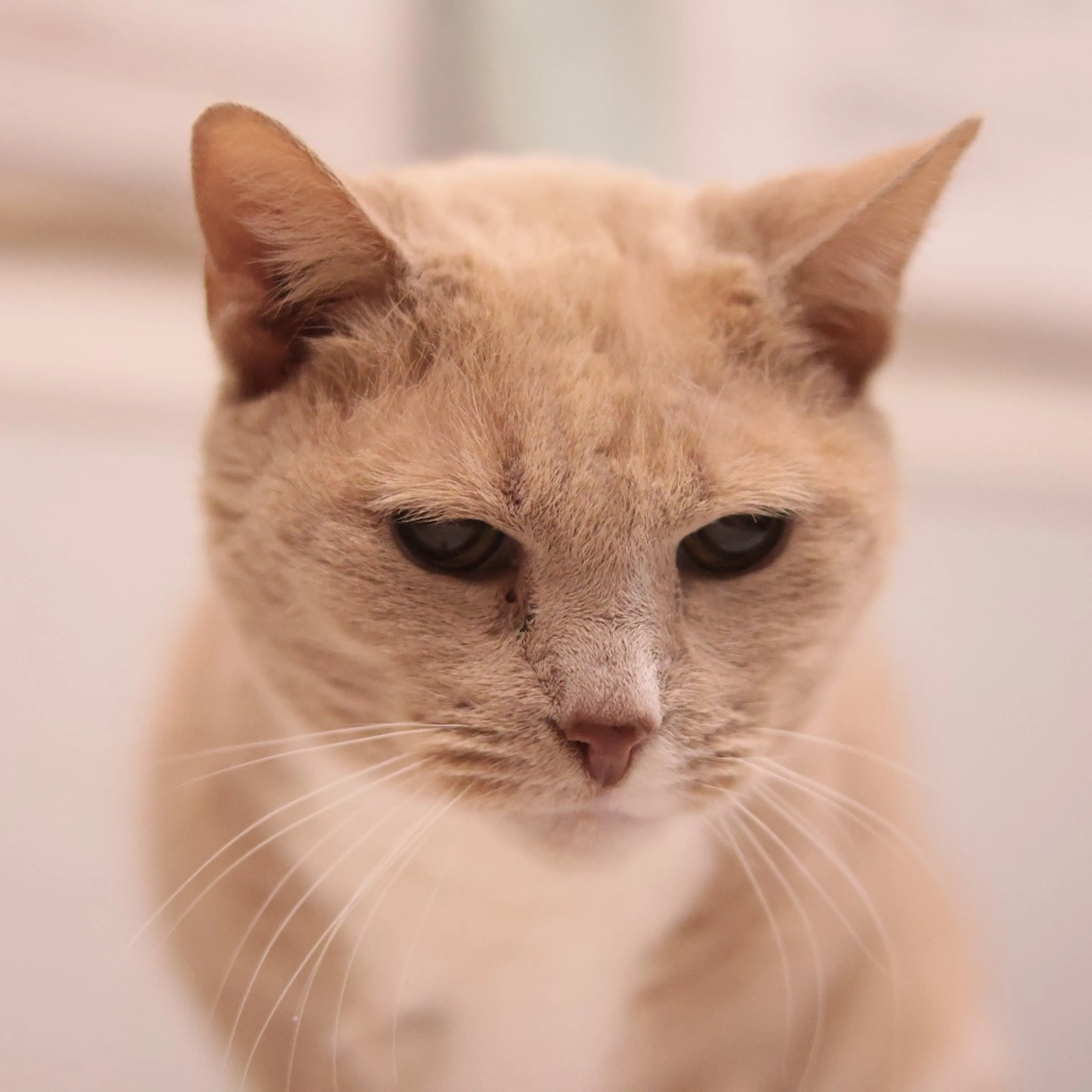 Found pet-3