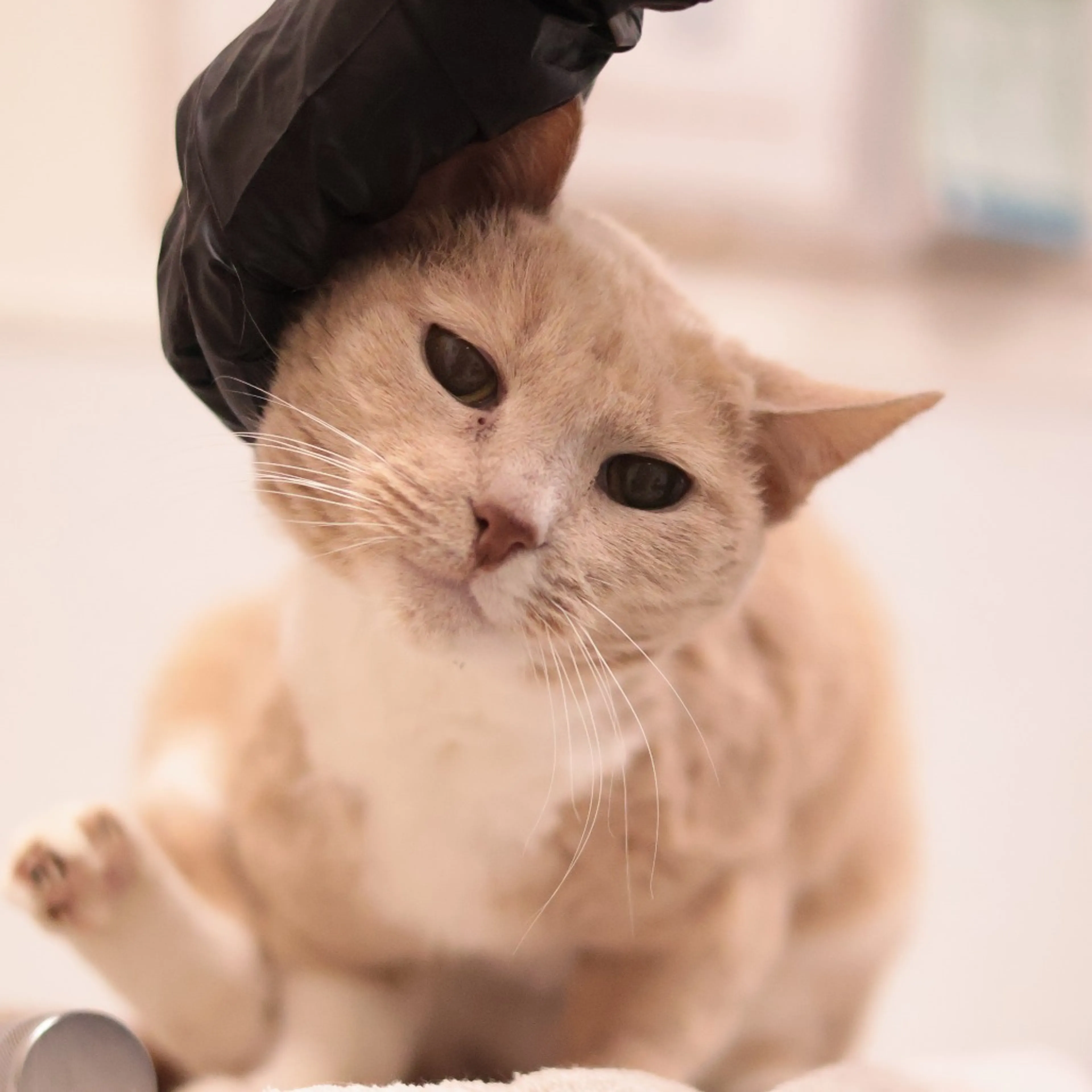 Found pet-1