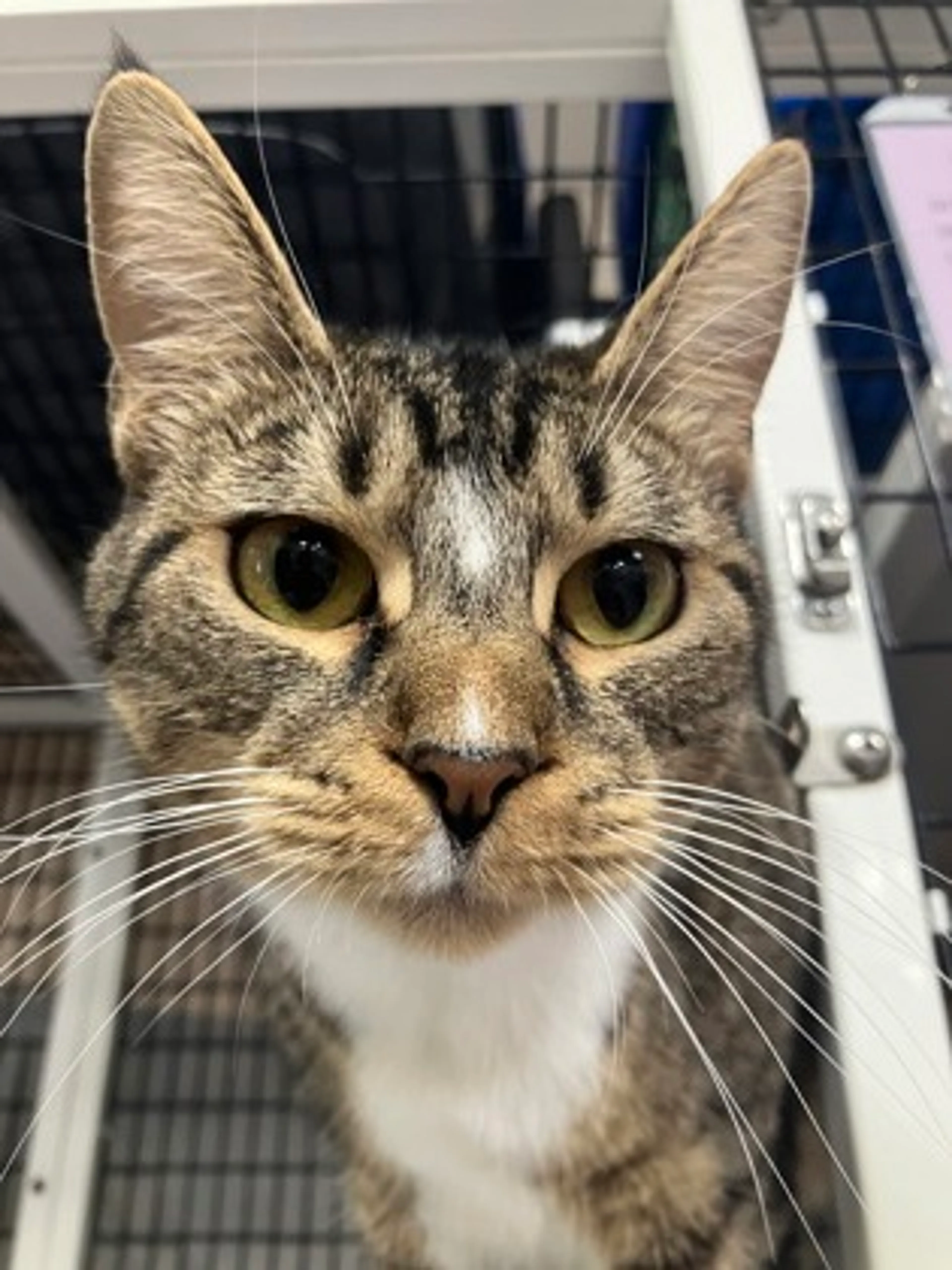 Found pet-1