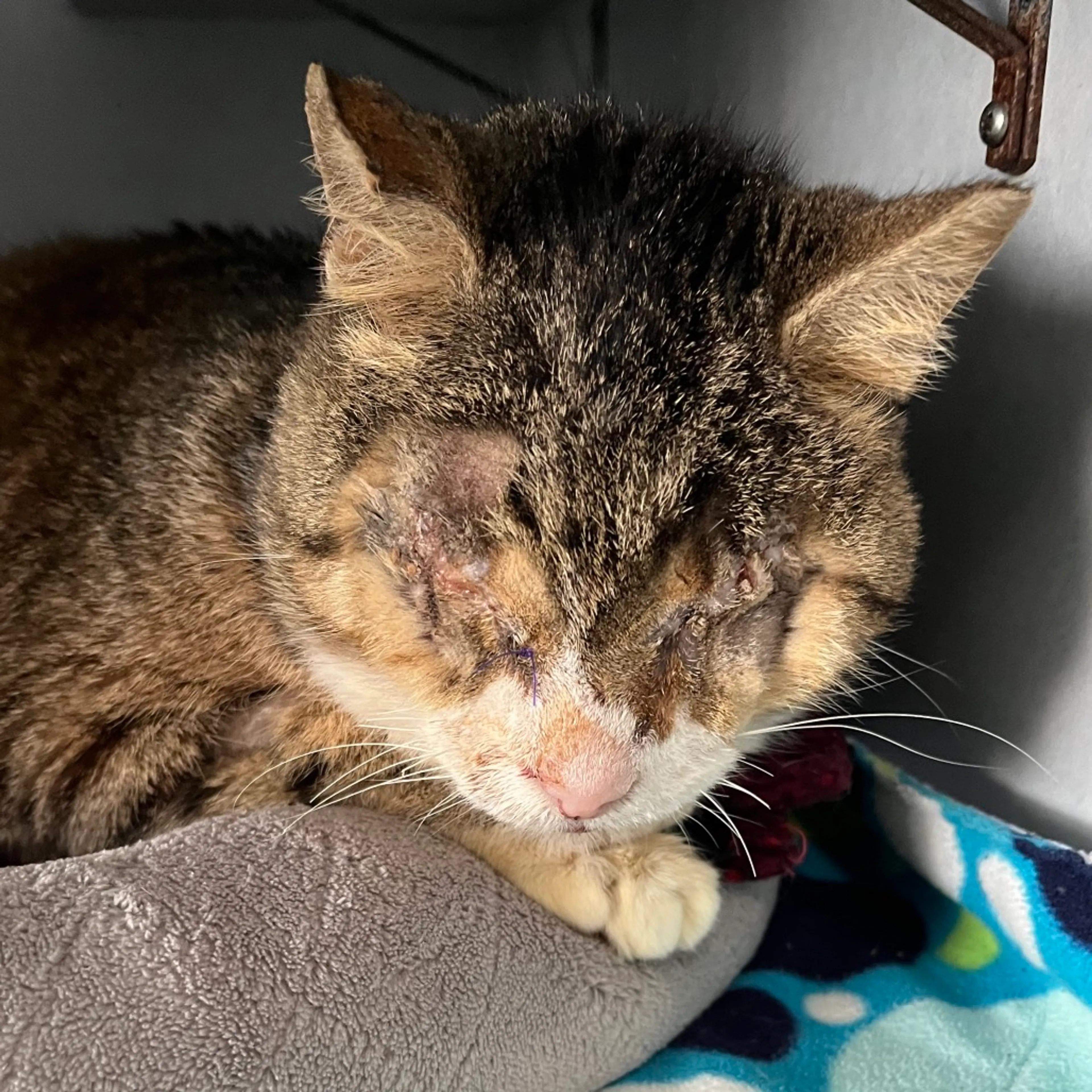 Found pet-2