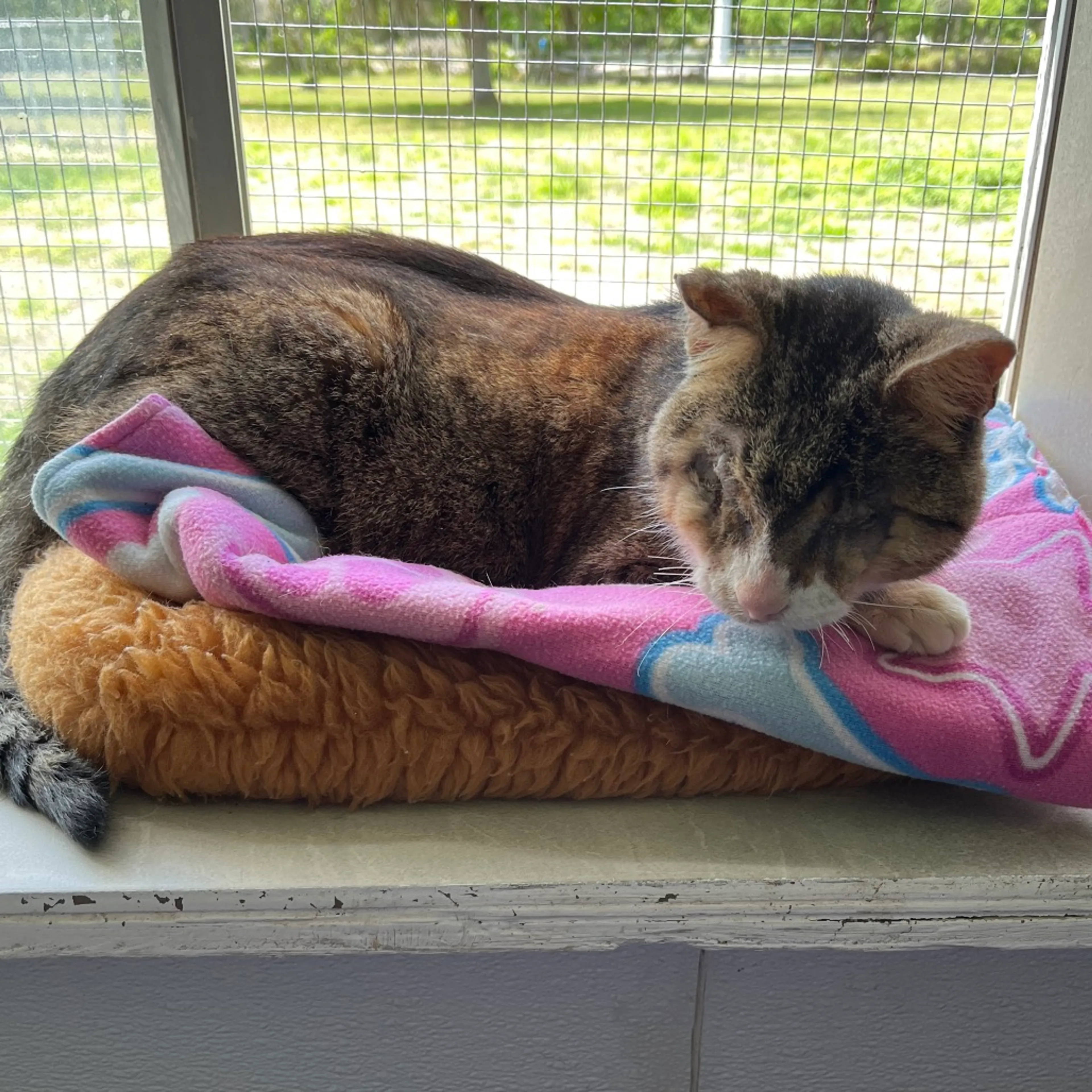 Found pet-5